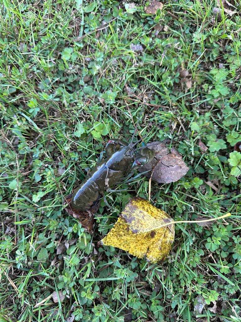 Wings of the Carribee