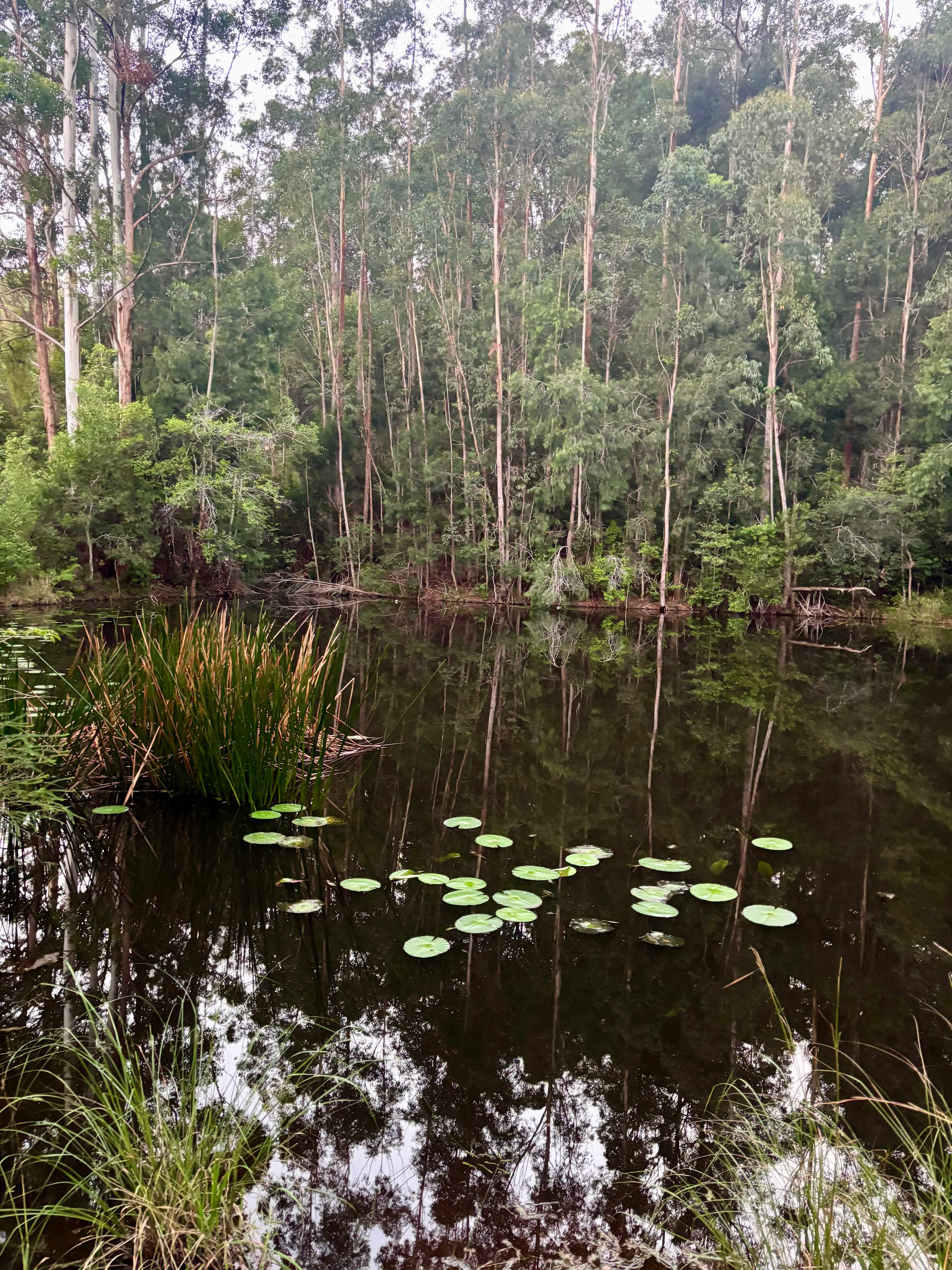Yagaari Mountainside Sanctuary