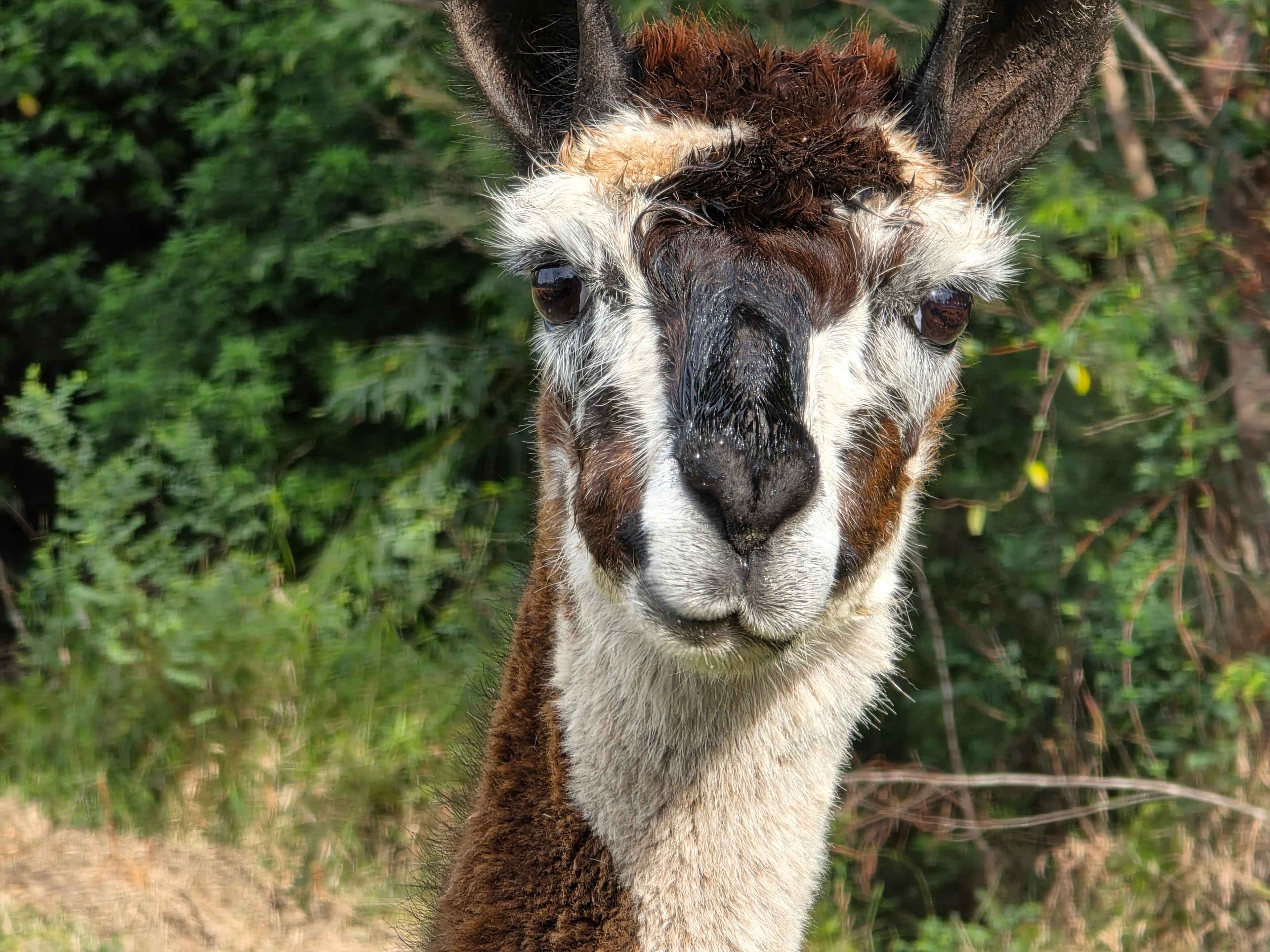 Little Paddocks Mogo