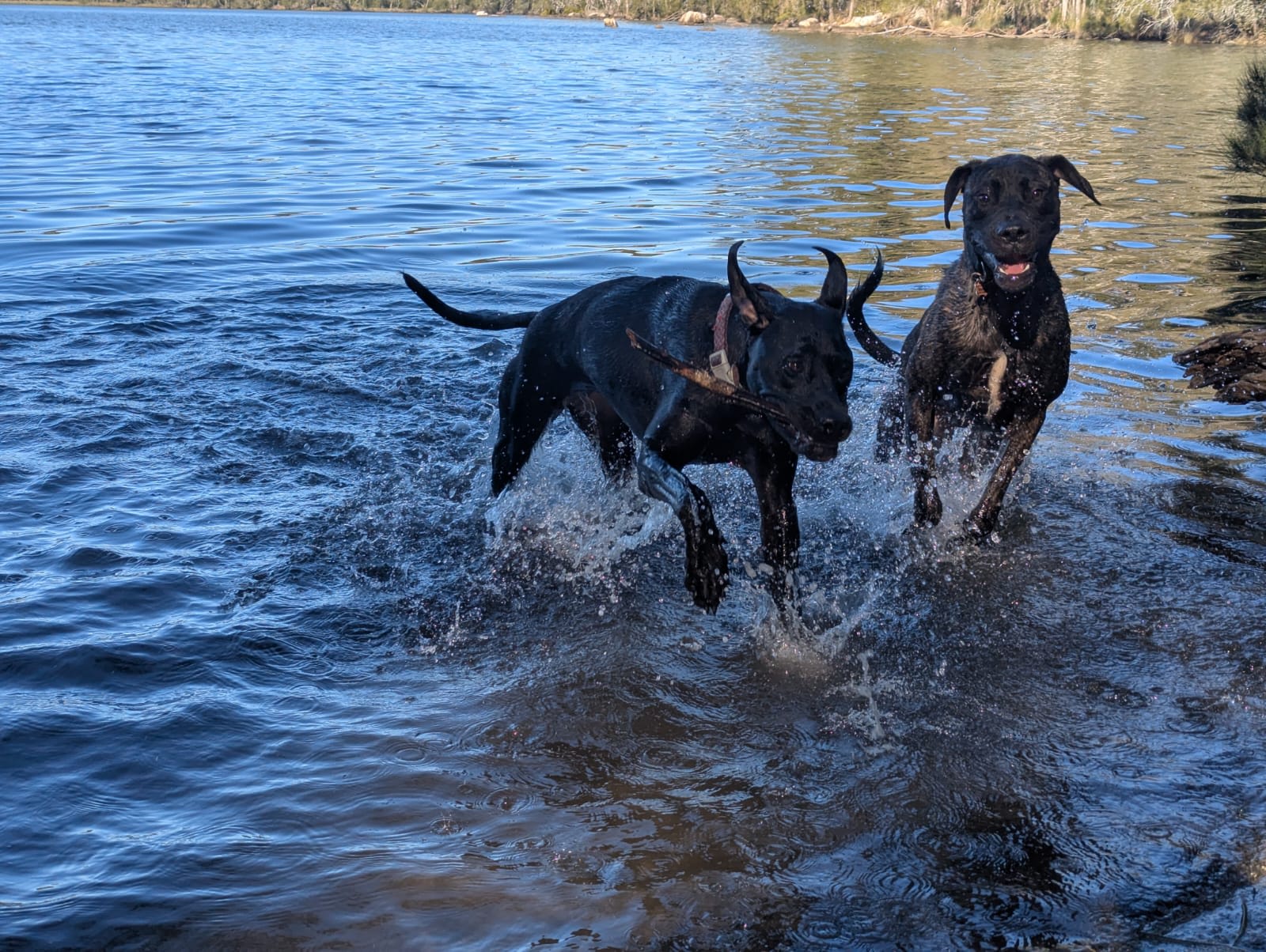 Challoner Lodge - Spotted Gum Hill