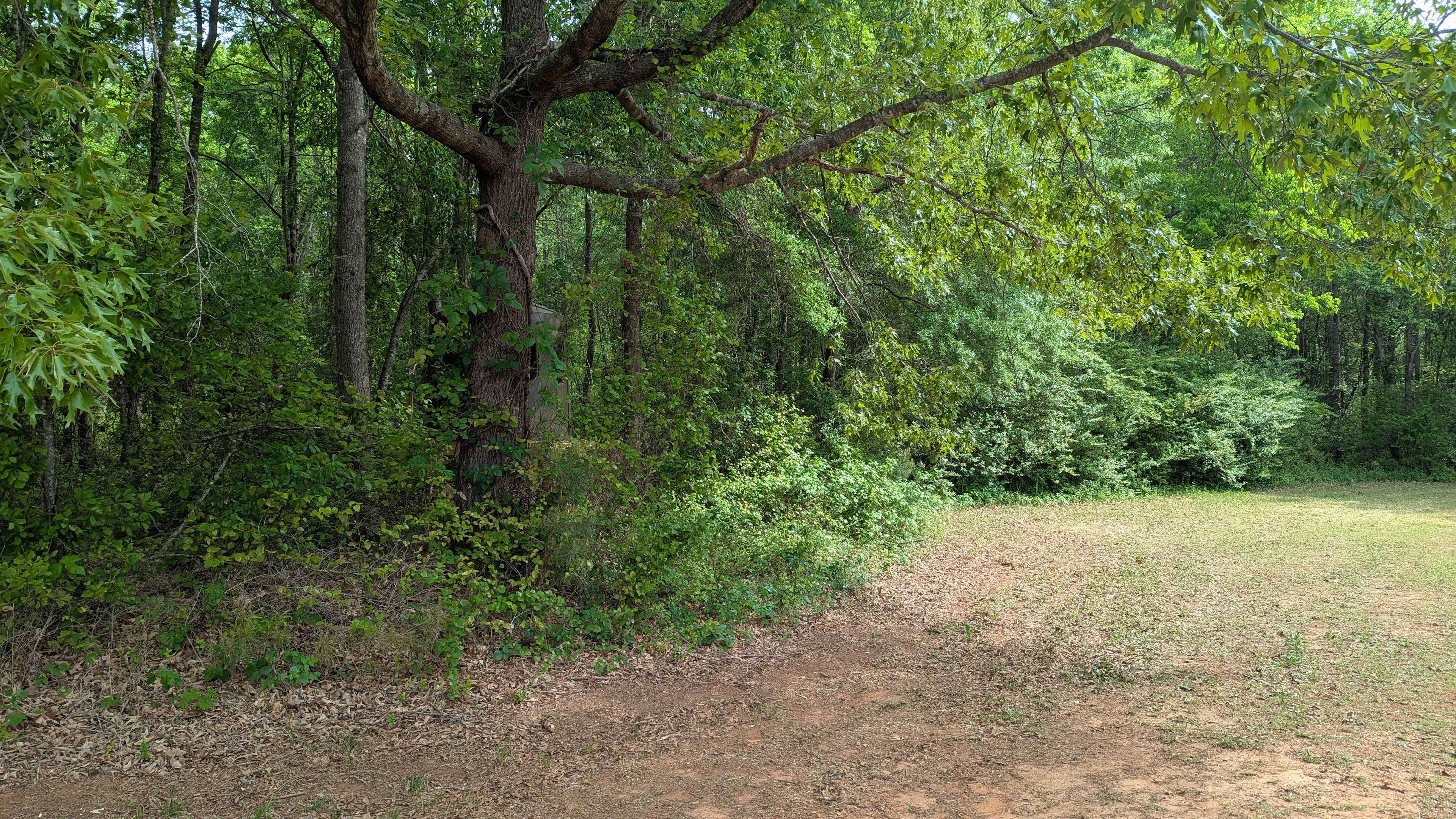 Large oak on the left for shade with stand behind.