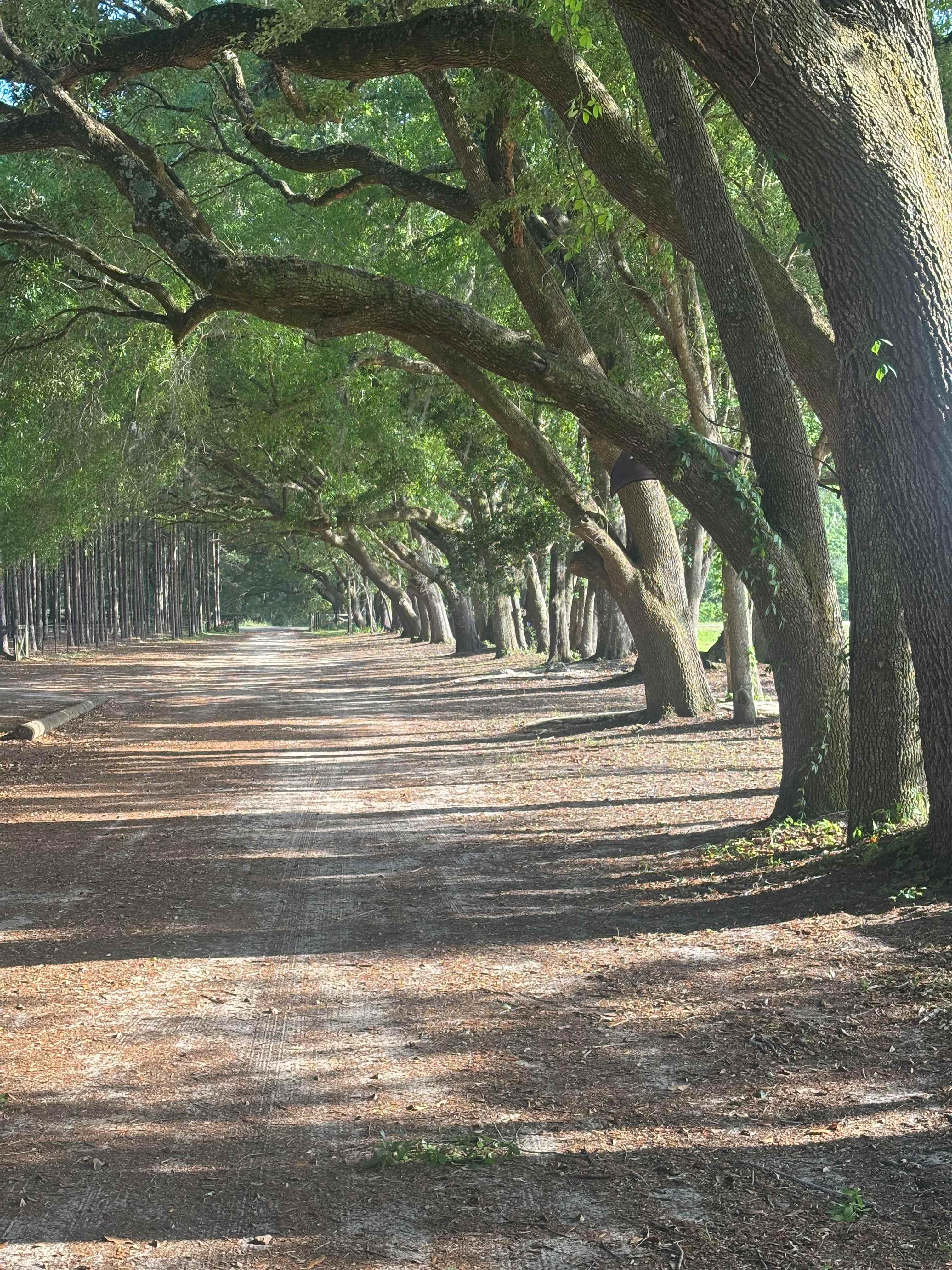 Tranquil Oaks
