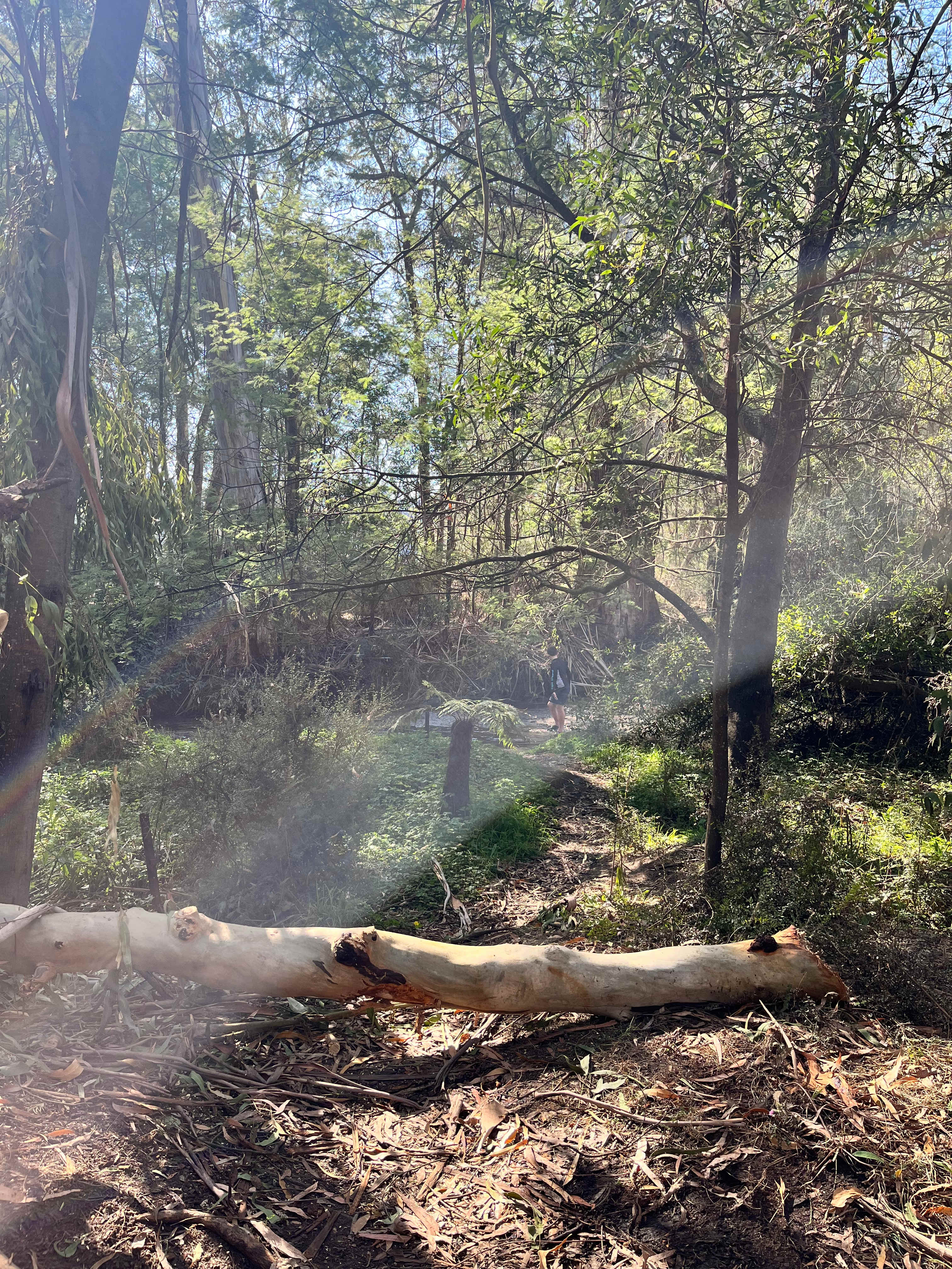 The Fern Glade