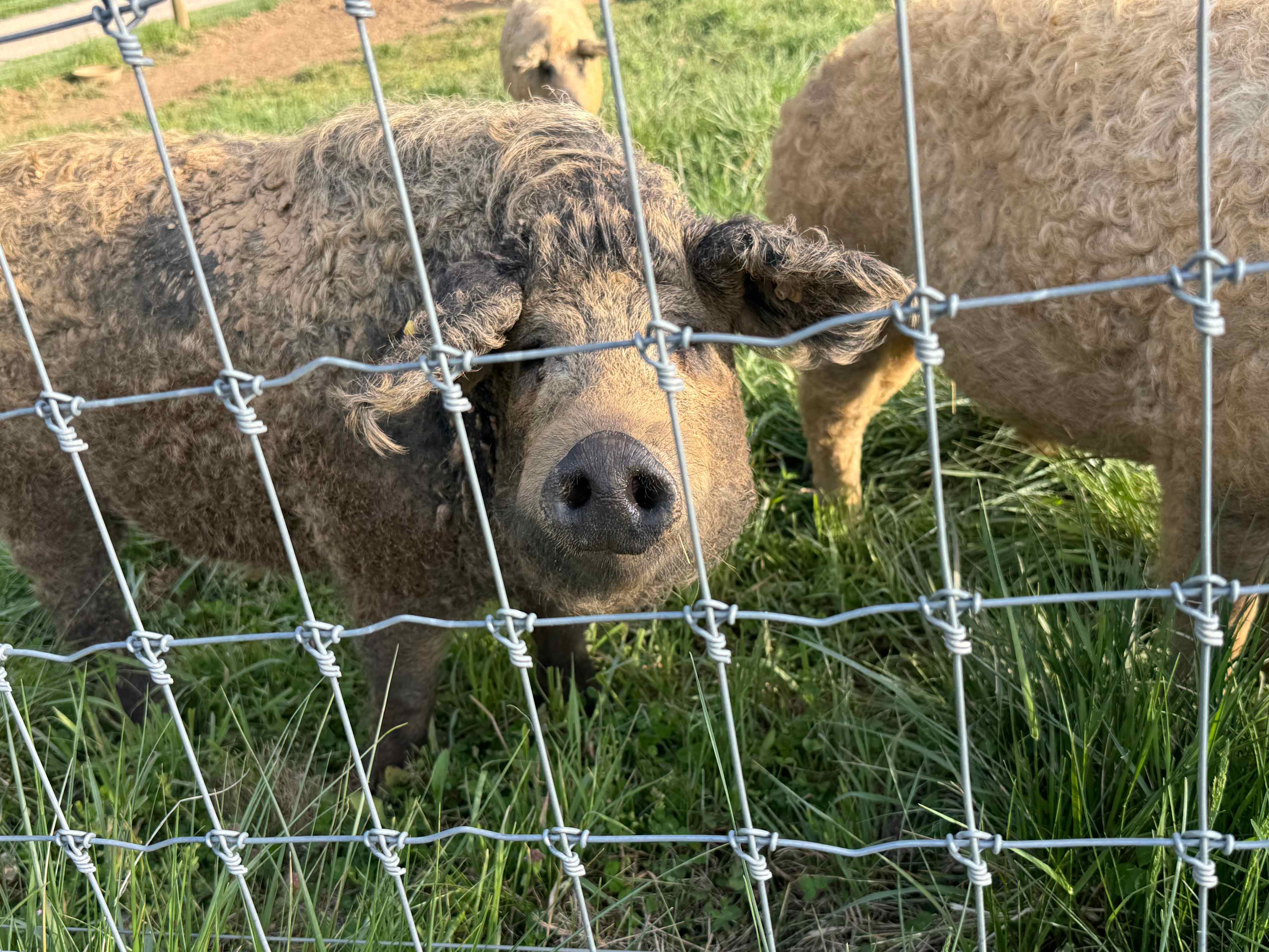 Smoky Mtn Mangalitsa River Ranch