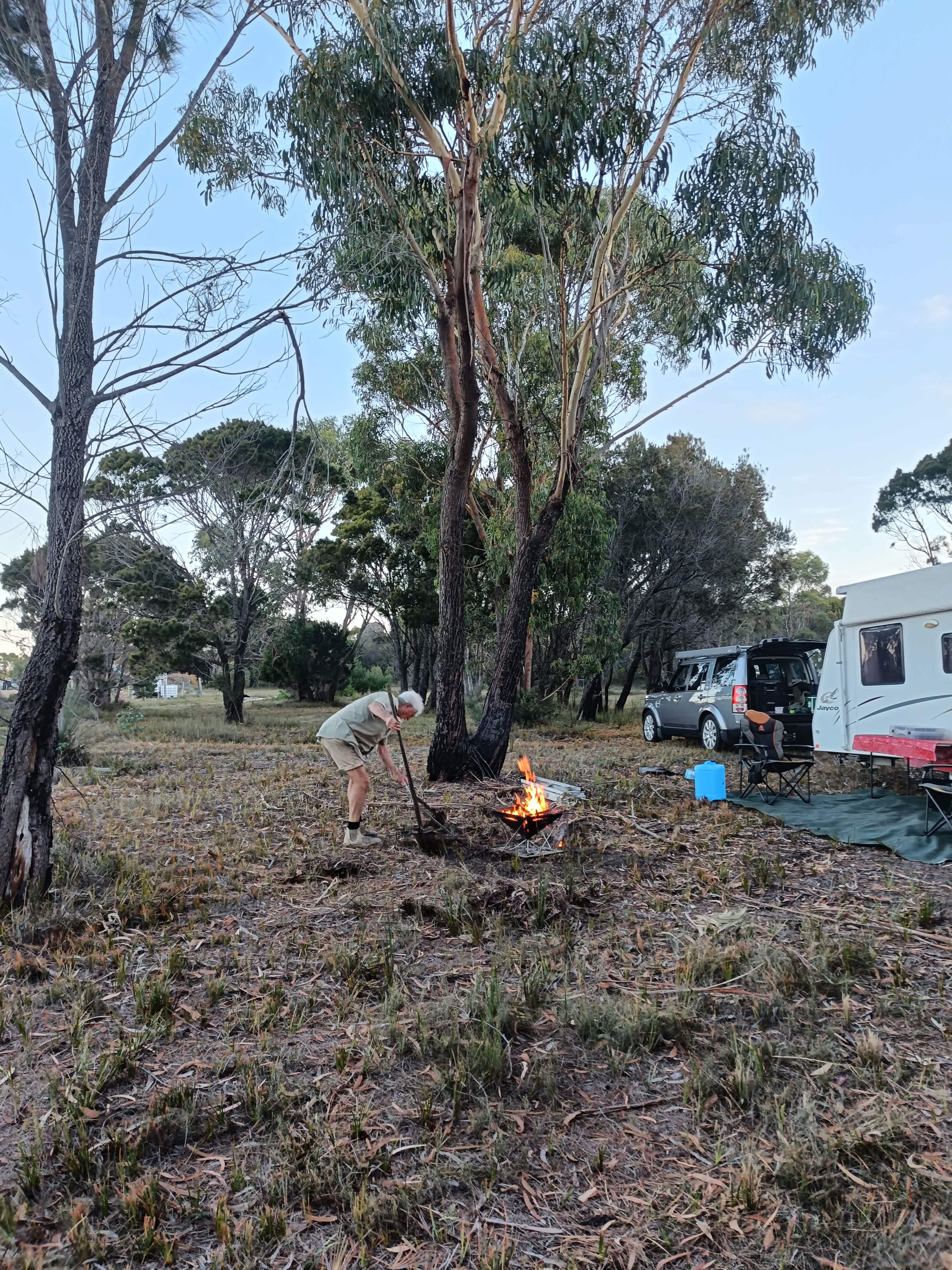 Sheoak Woodland By The Sea