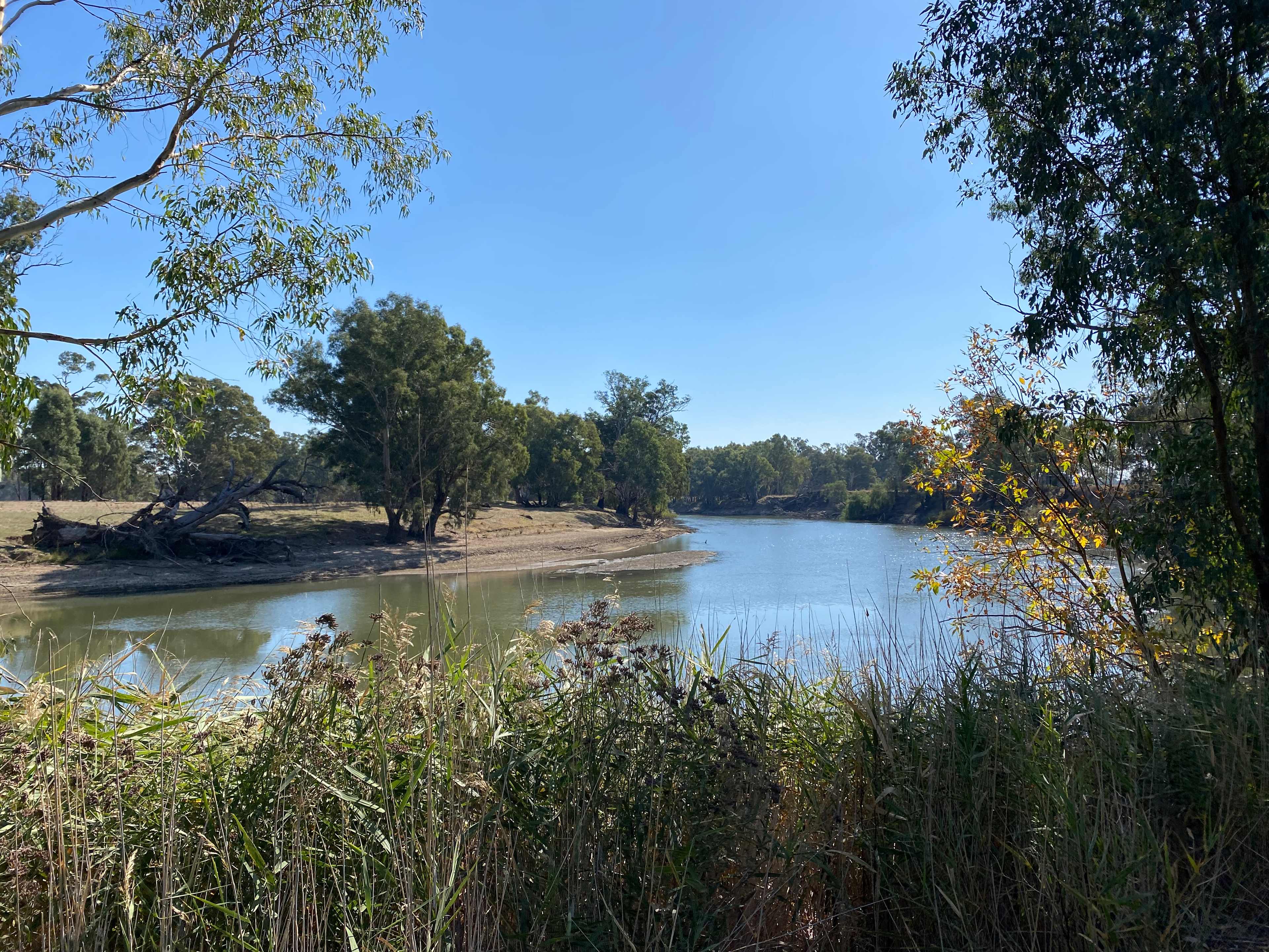 Palm Cove On The Murrumbidgee