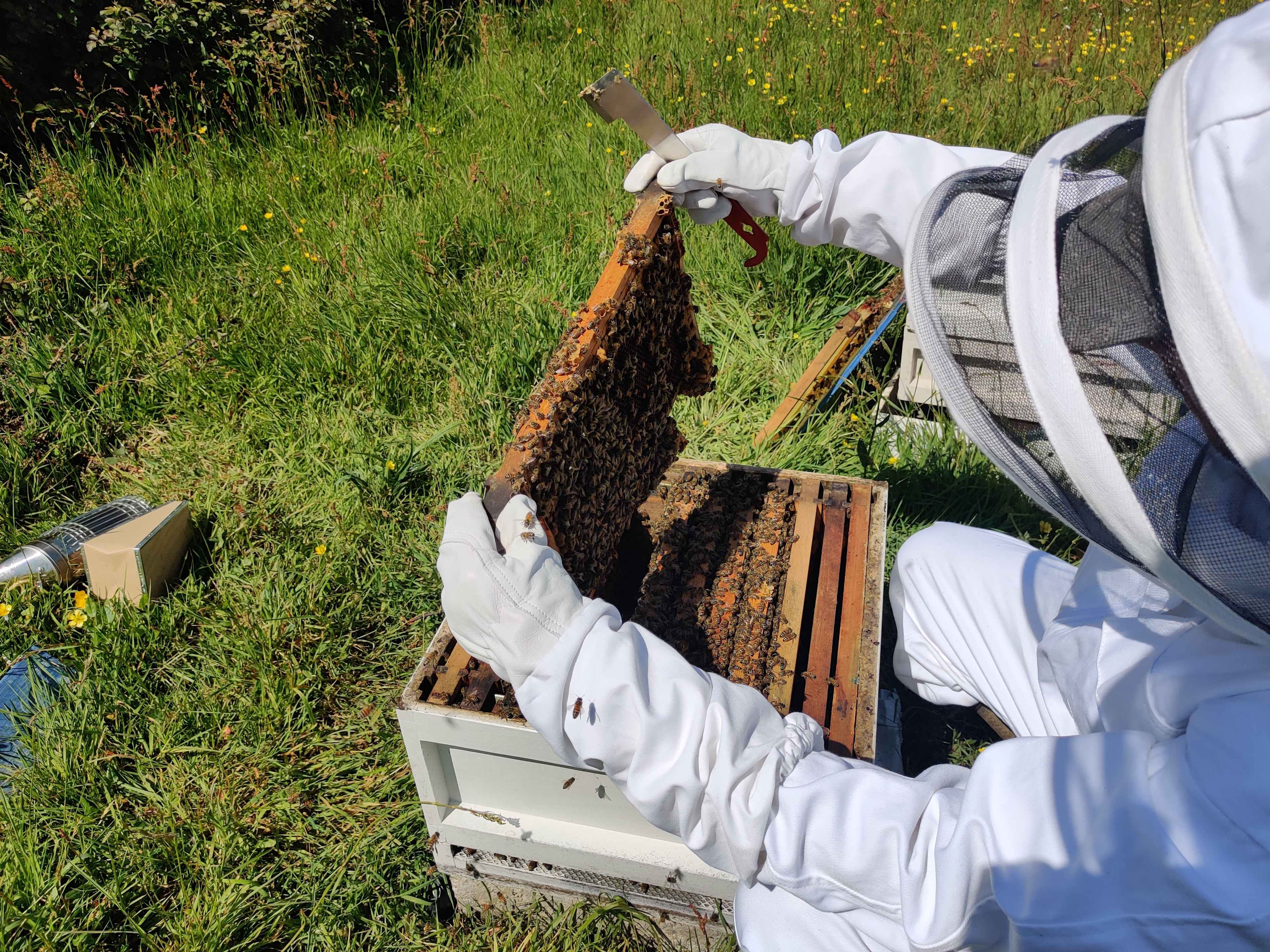 Ask us about our bees! And try our honey