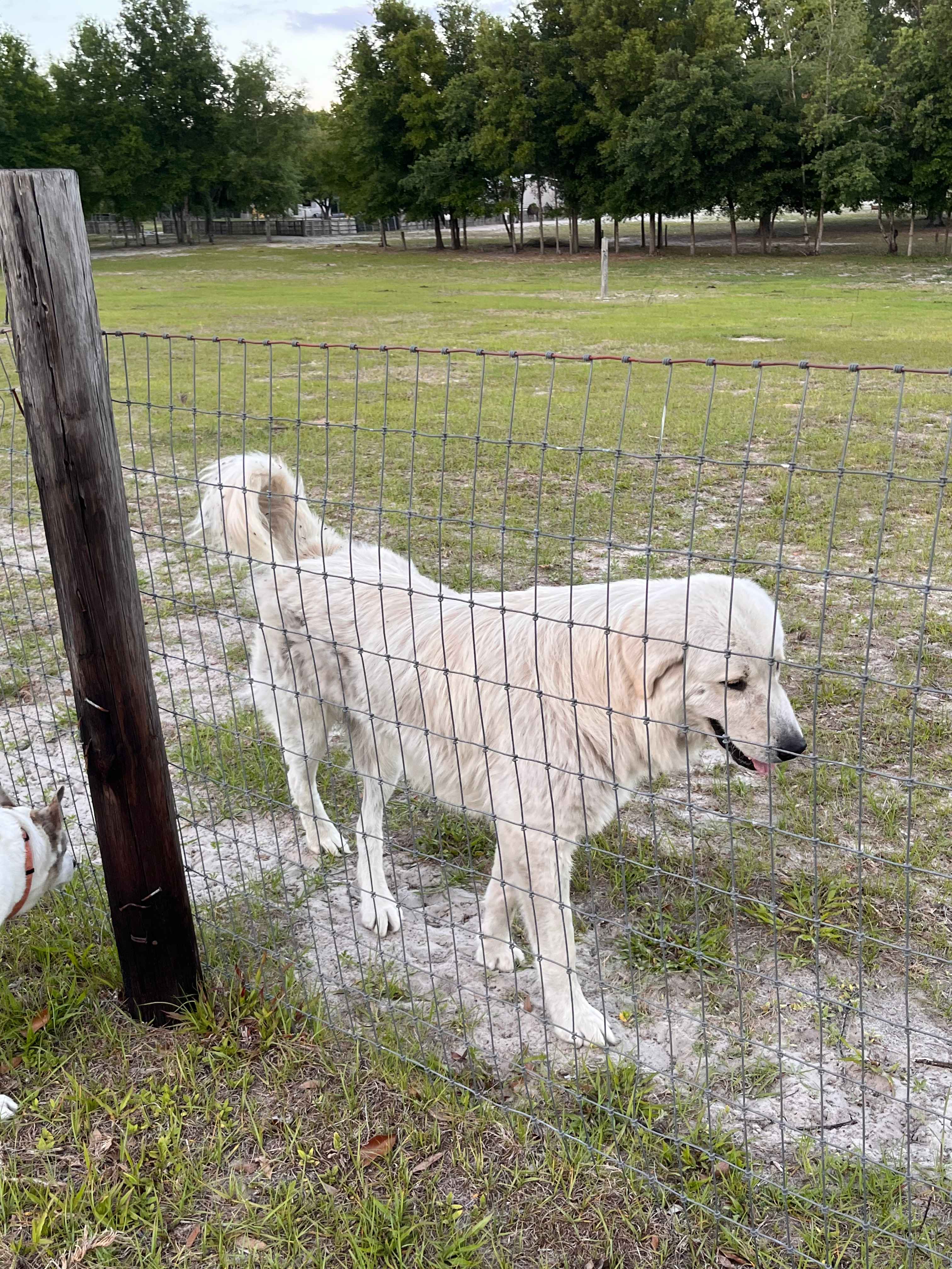 Big Oak Farm  Dog And Horse Camping