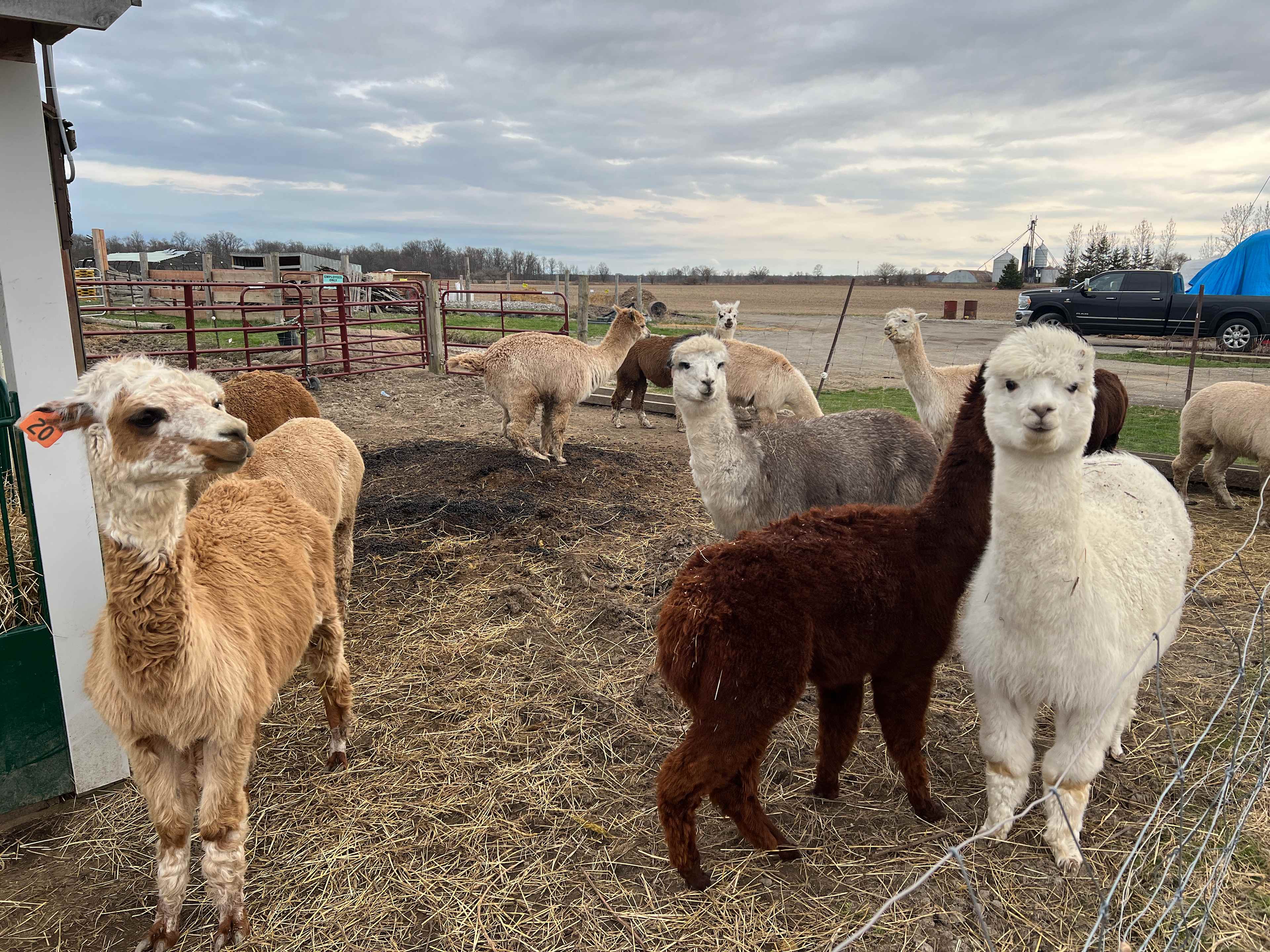 Husky Alpaca Ranch