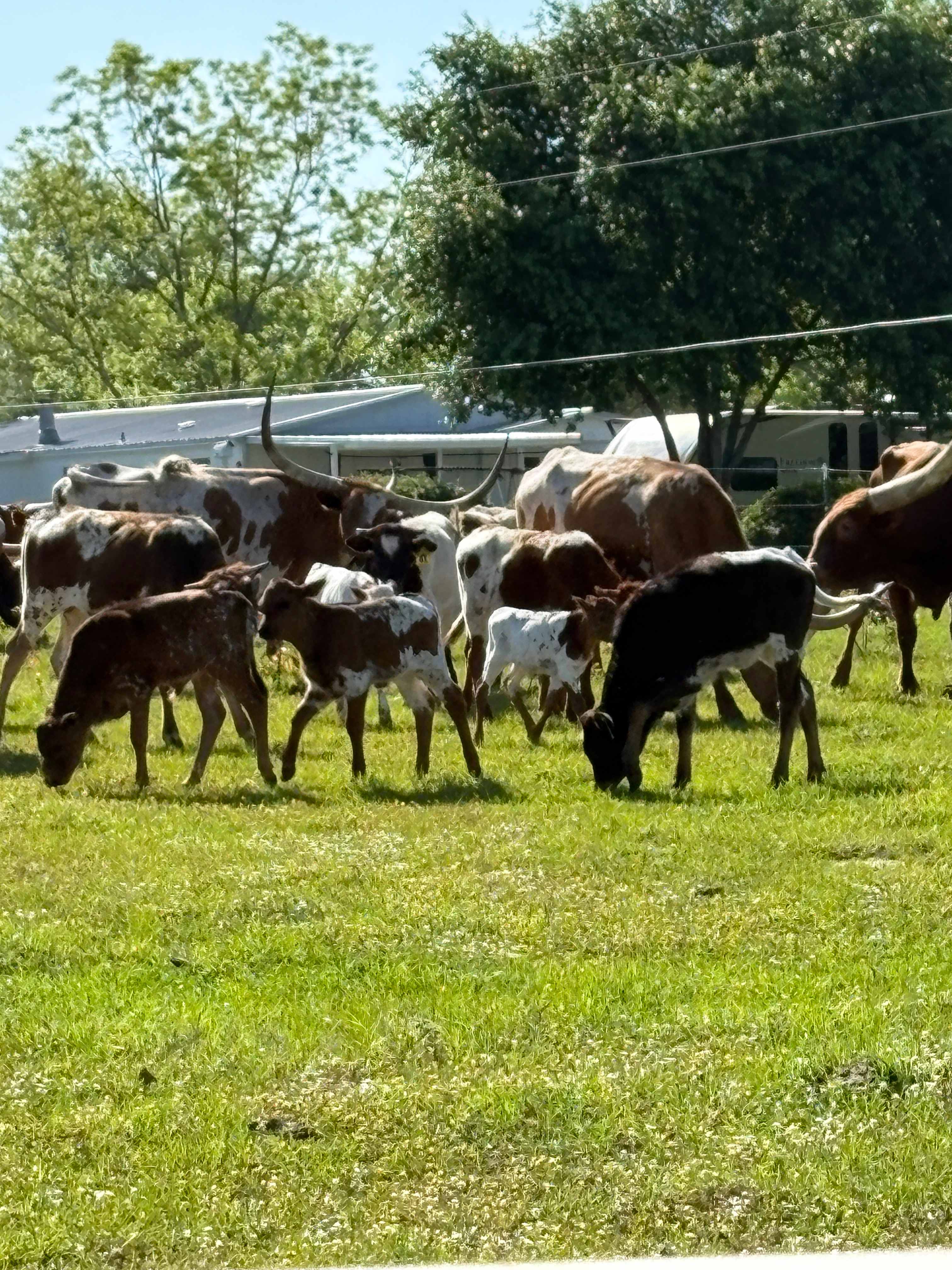Cattle tour photo