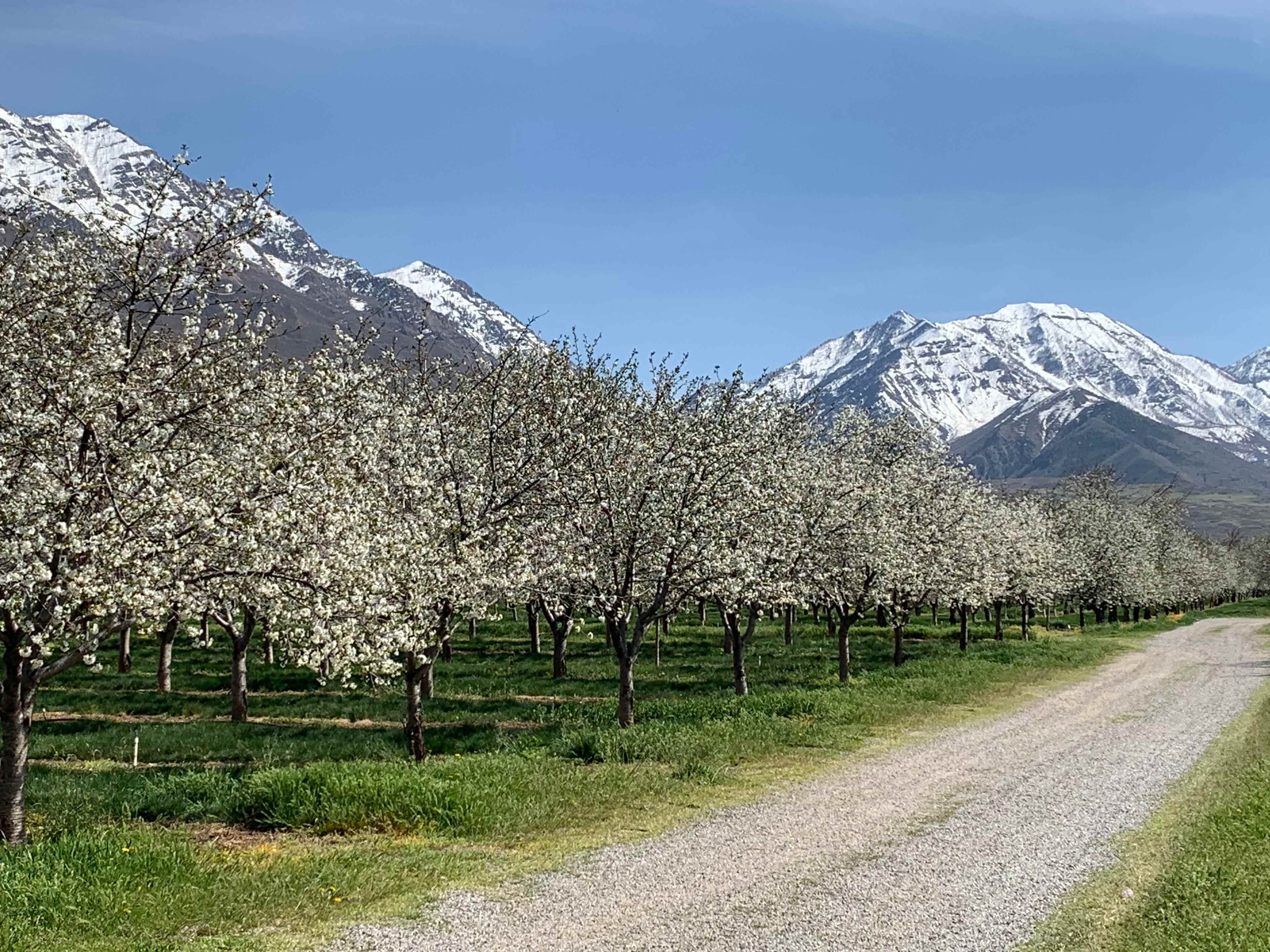 Secluded Orchard Boondocking