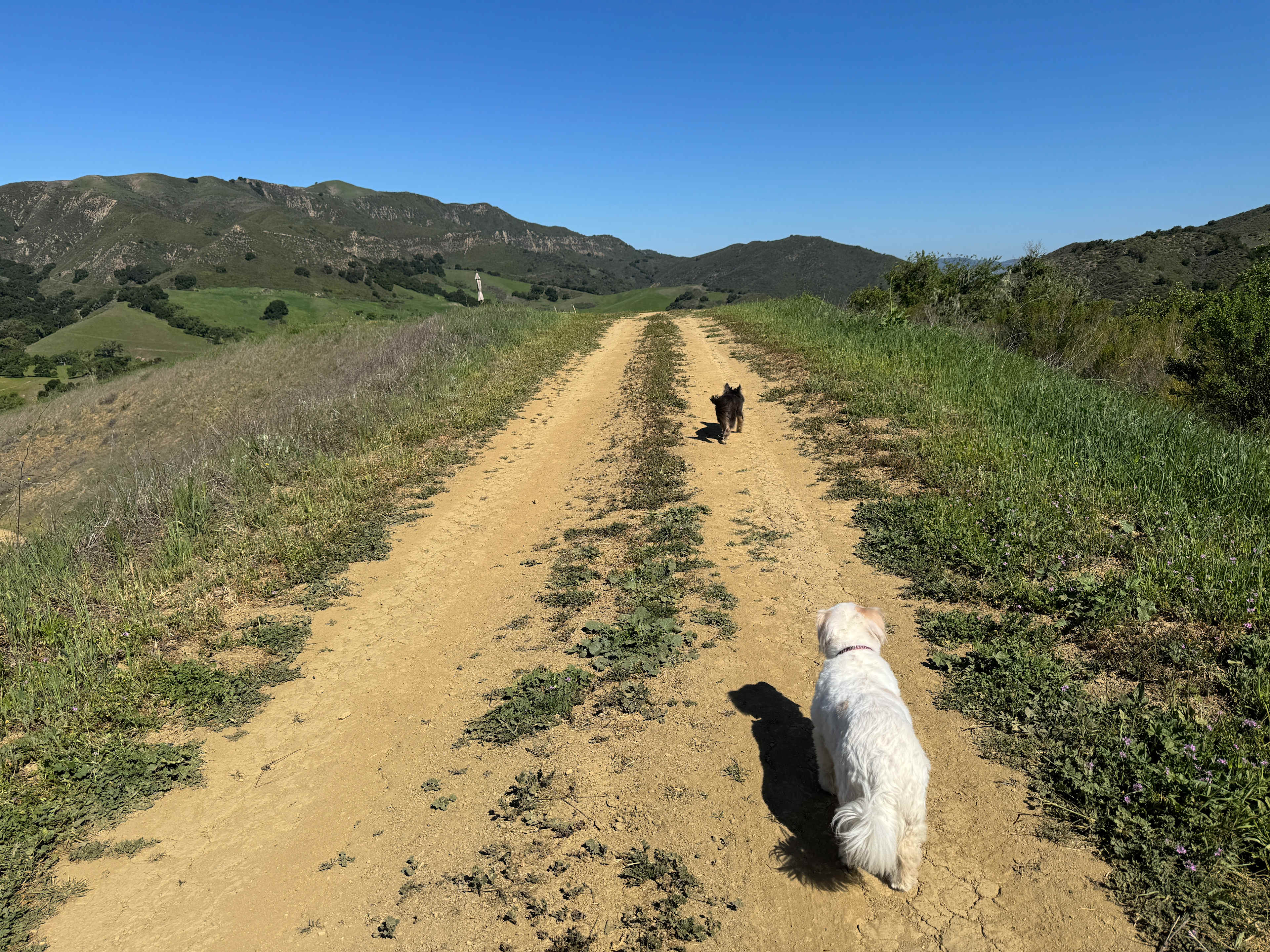 Freedog Farms @ Cactus Flower Ranch