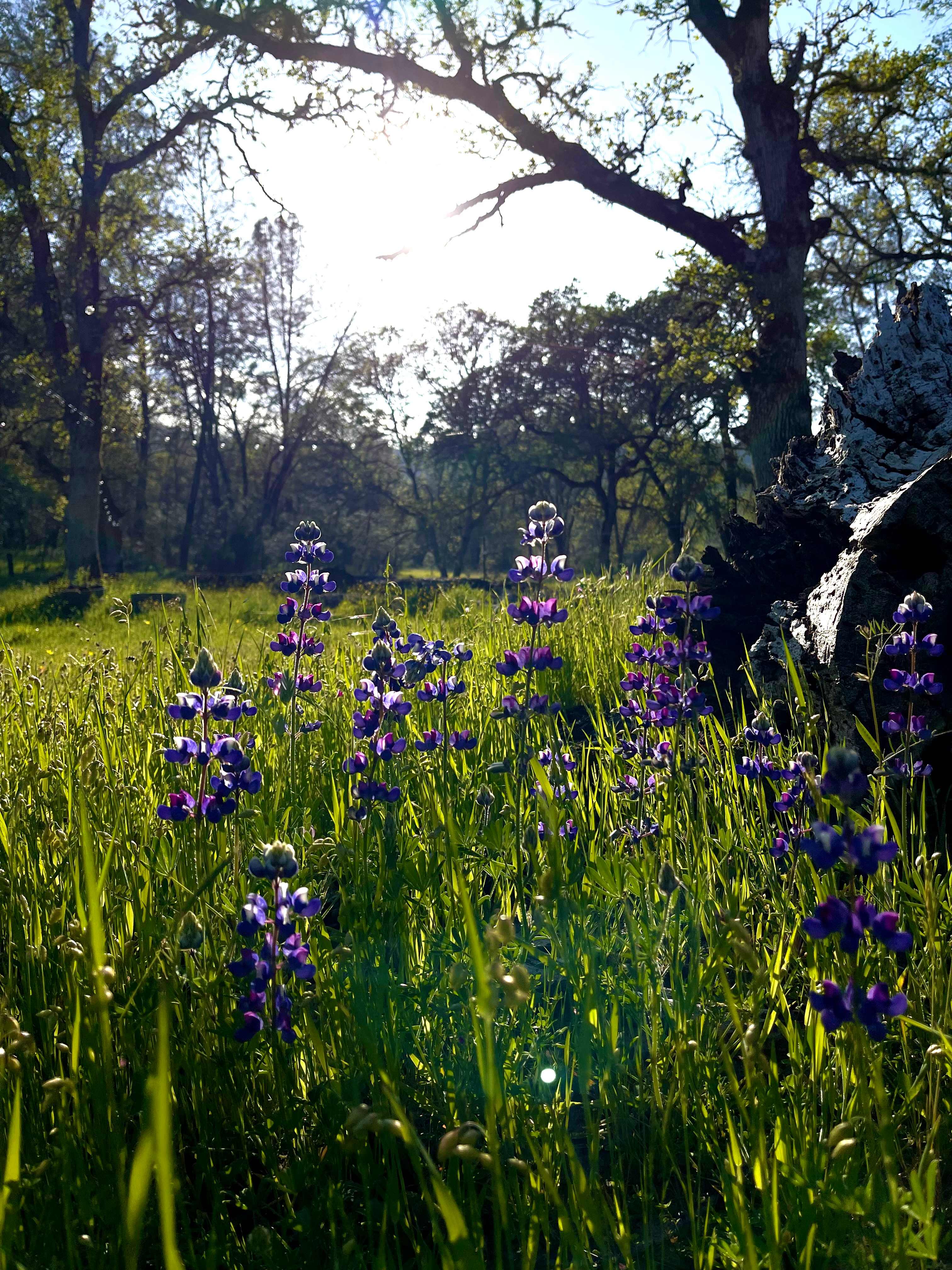 Quail Creek Ranch