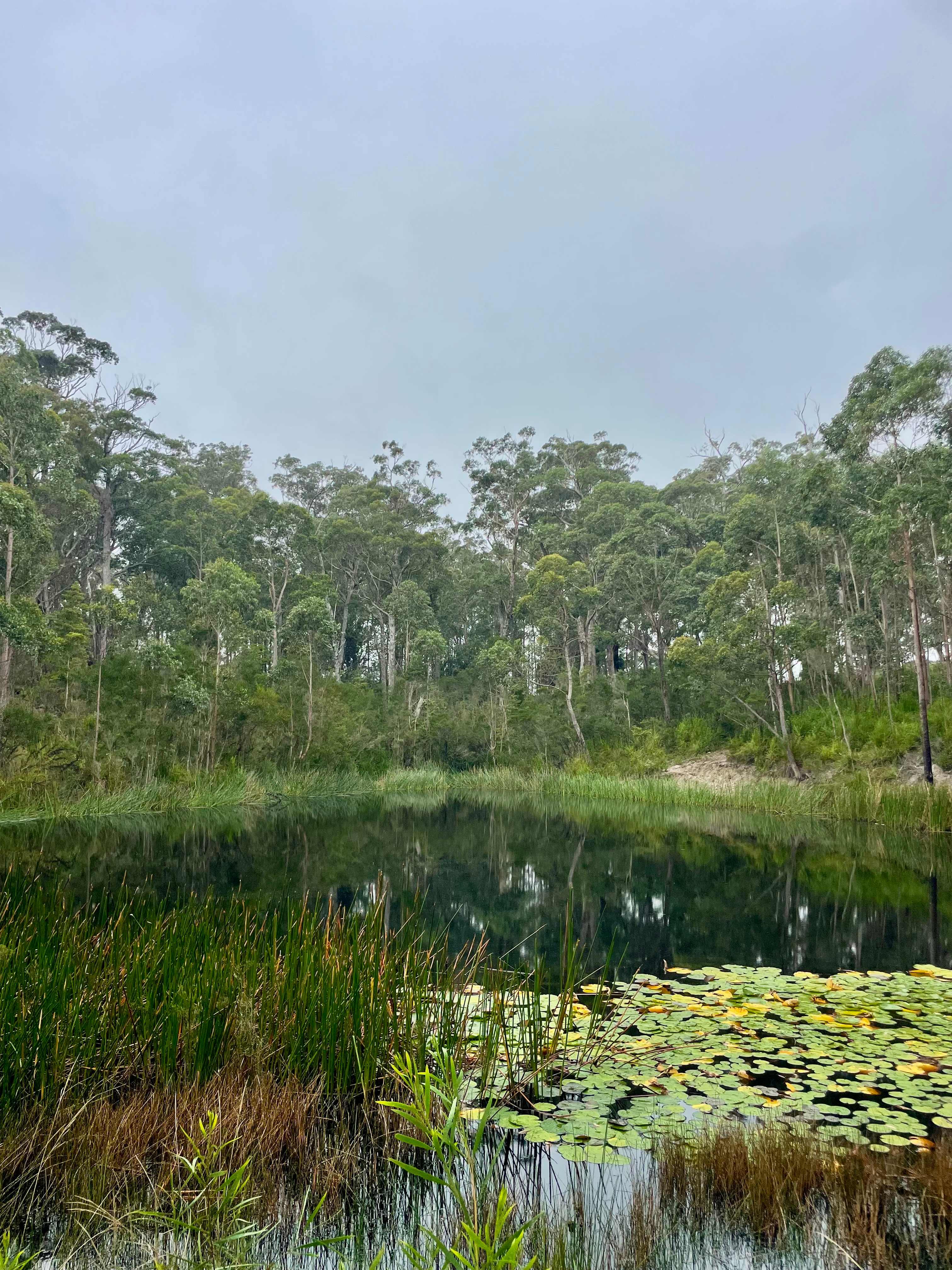 Secluded Konda Blueberry Farm