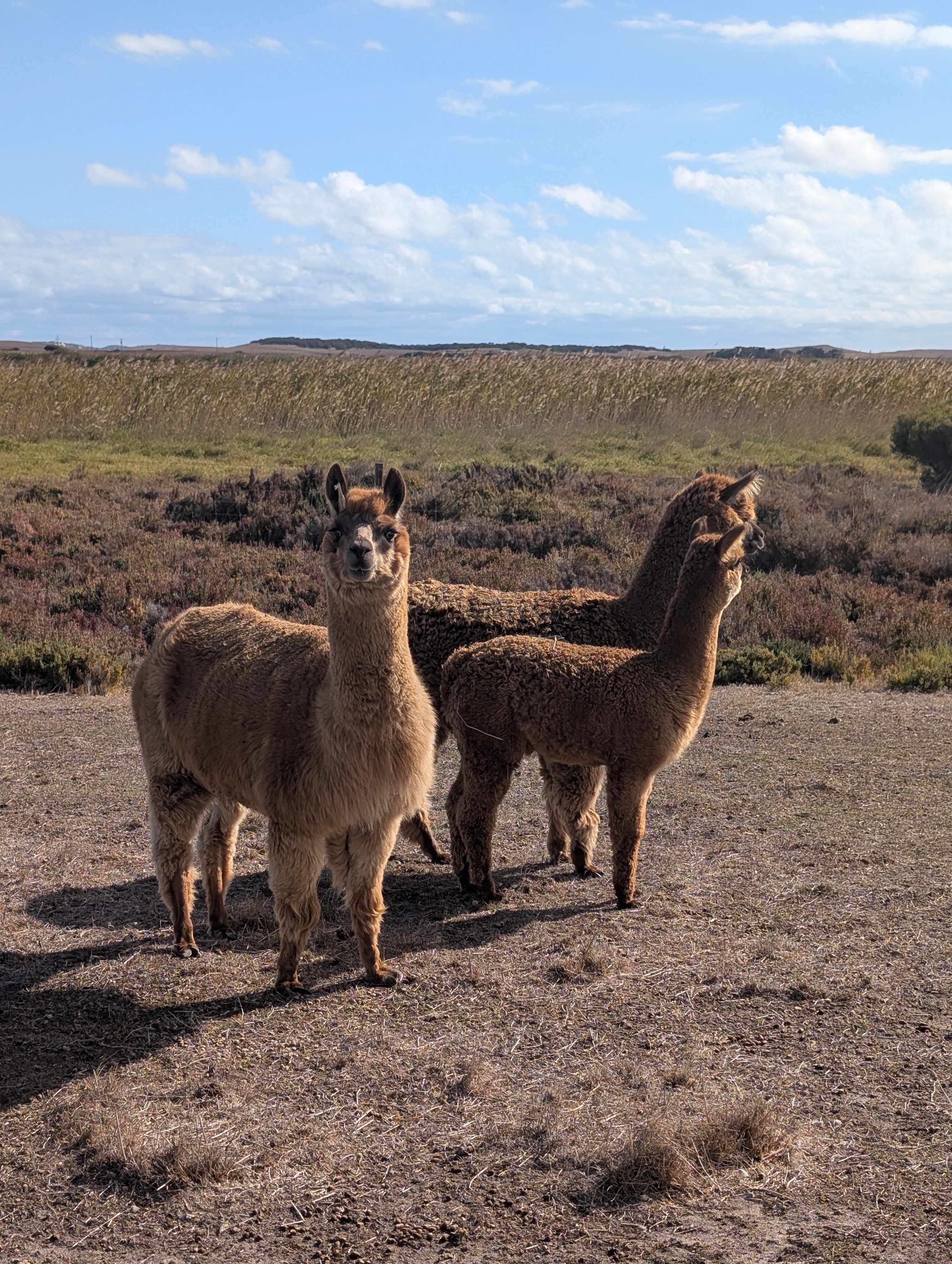 Coorong Island Retreat