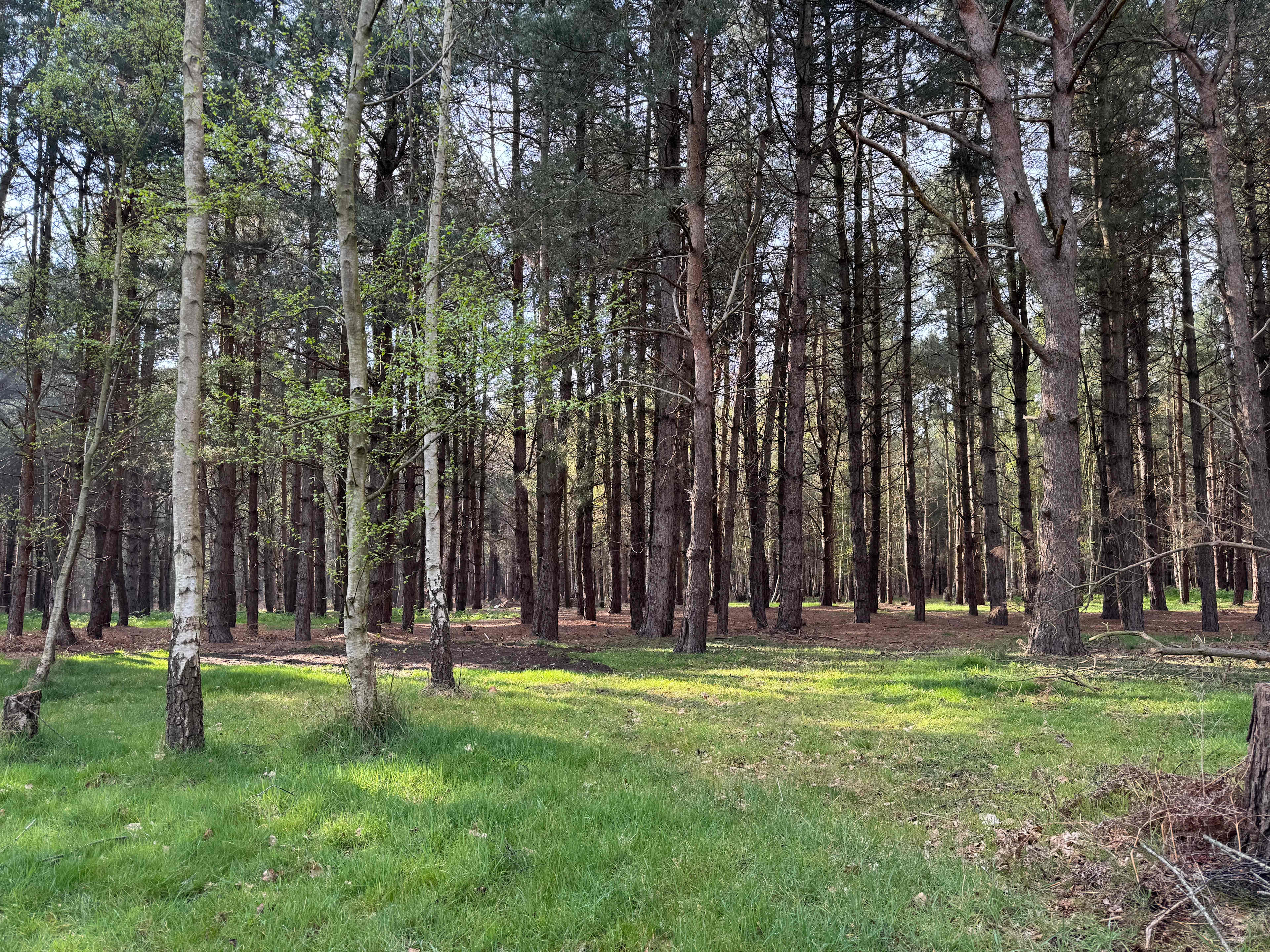 Holistic Woods Campsite WILD