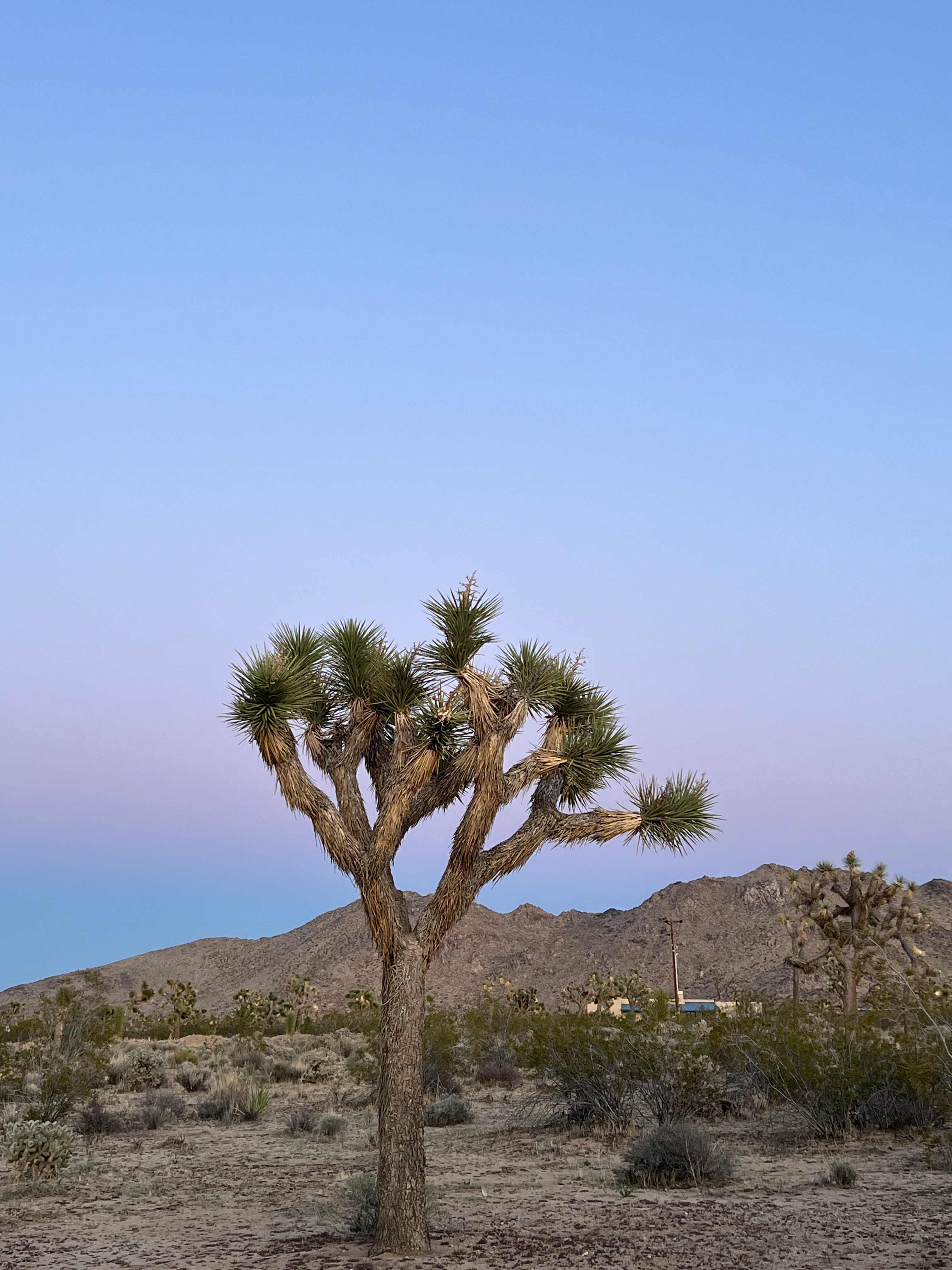 Caribbean Mojave Escape