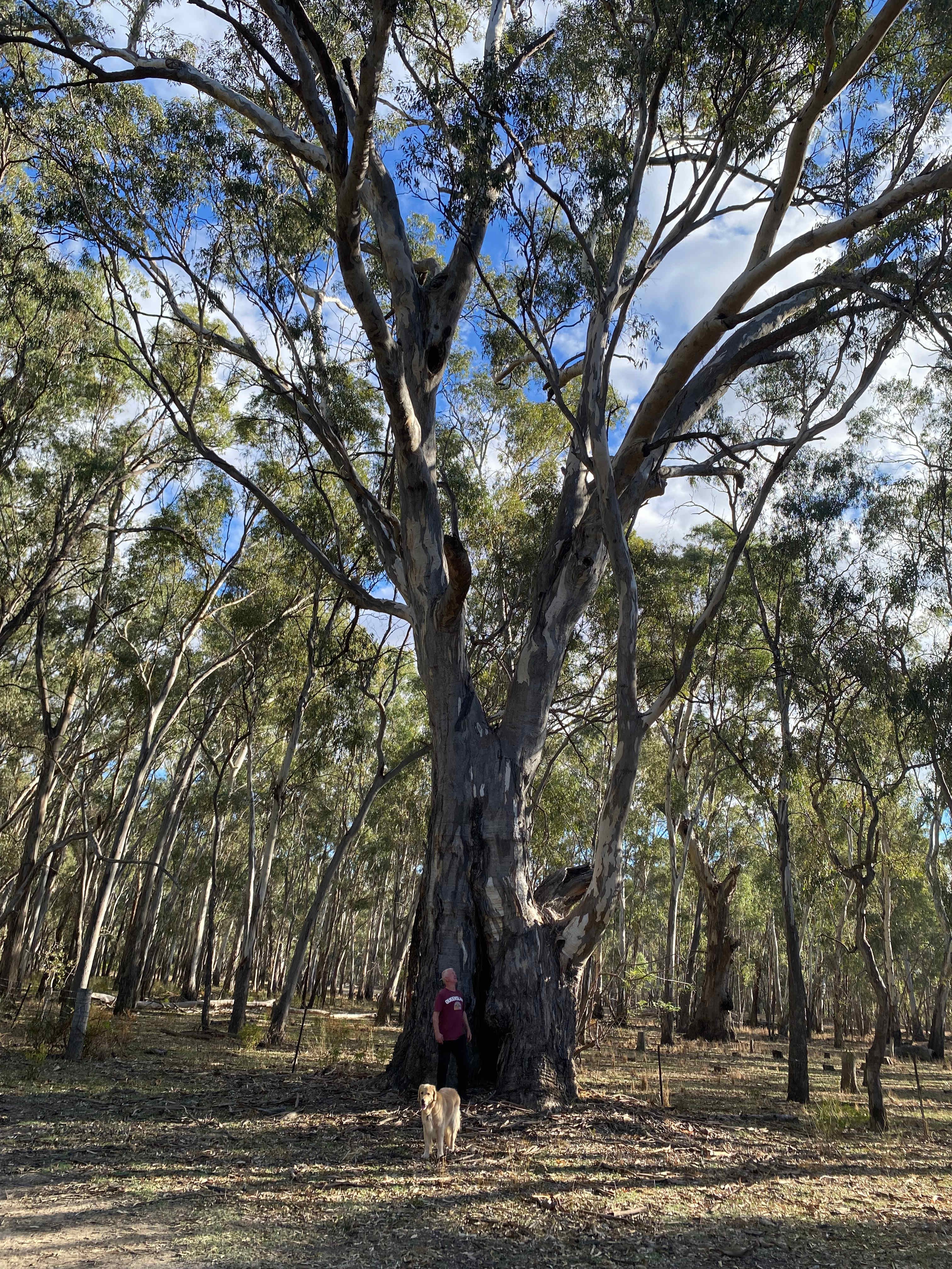 Amaroo On McLays