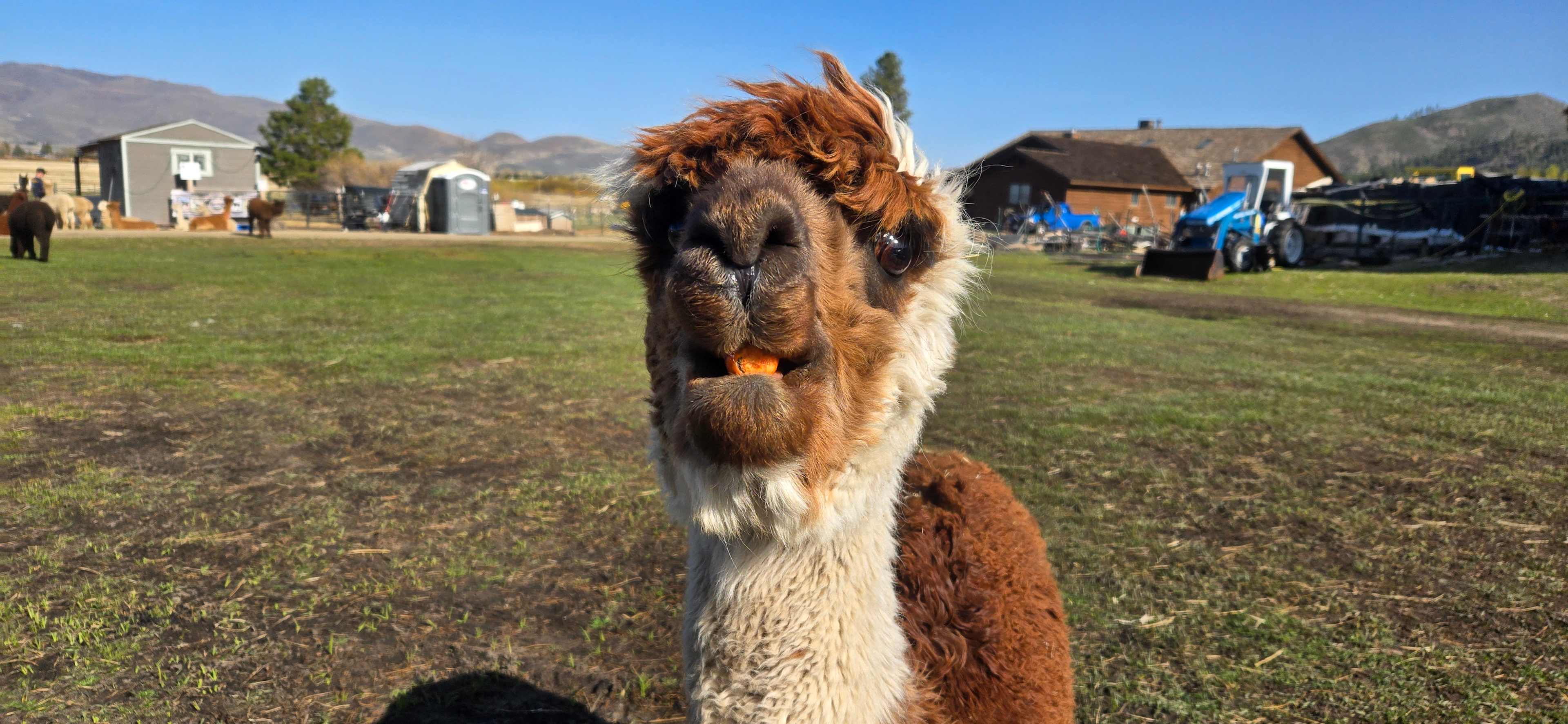 L.Davis Ranch and Olde LYFE Alpacas