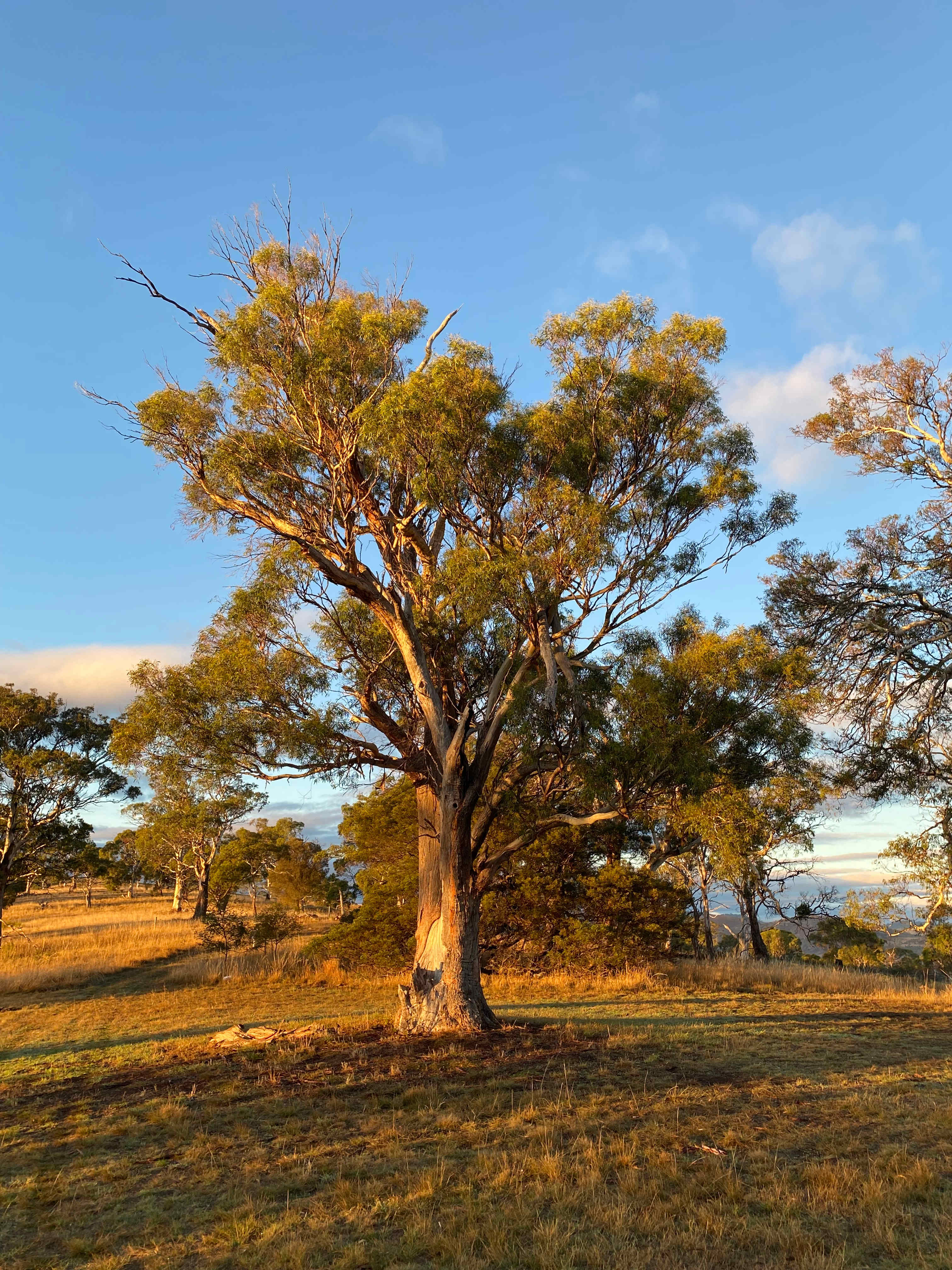 Prossers Ridge Richmond