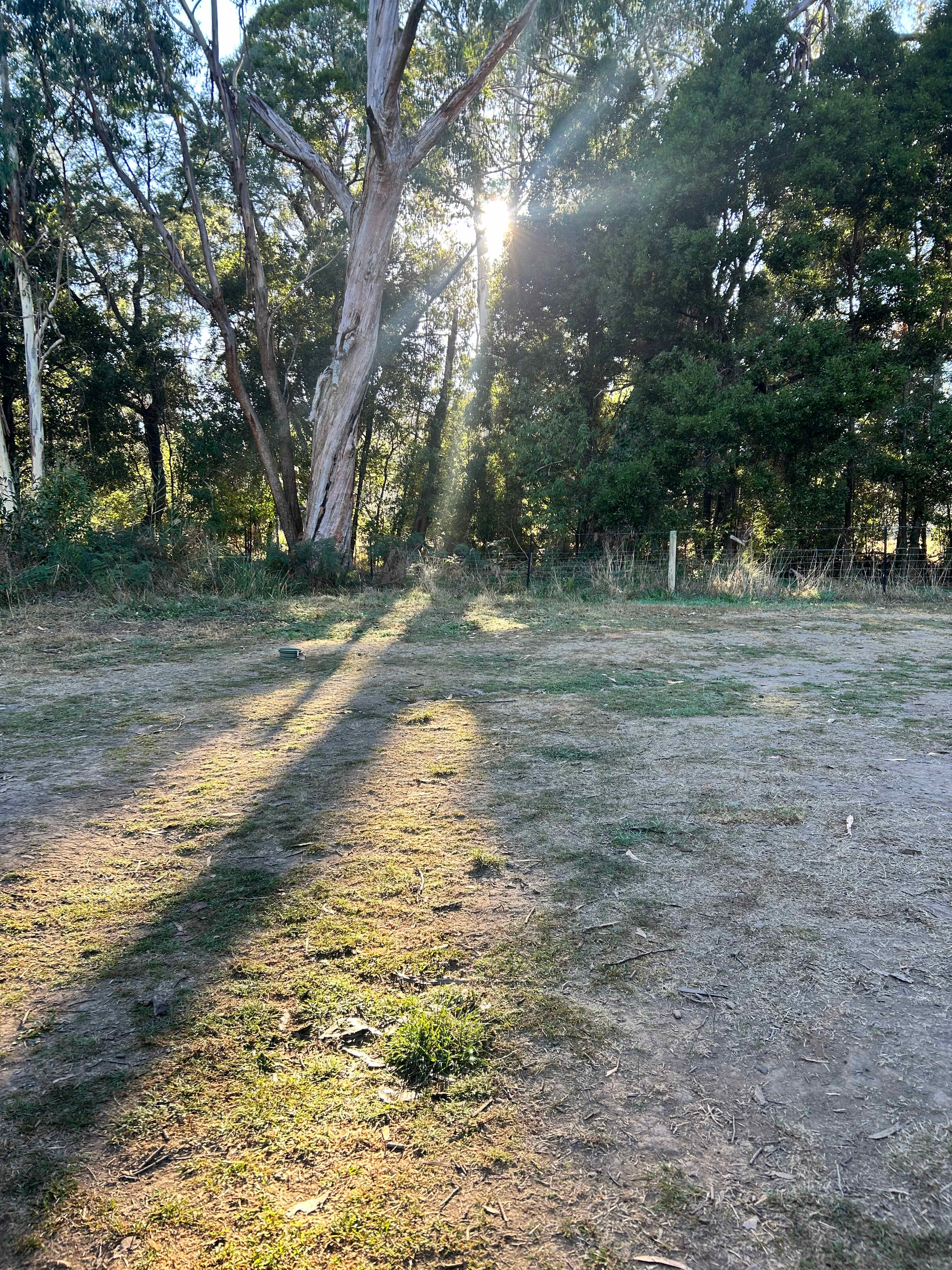 The Fern Glade
