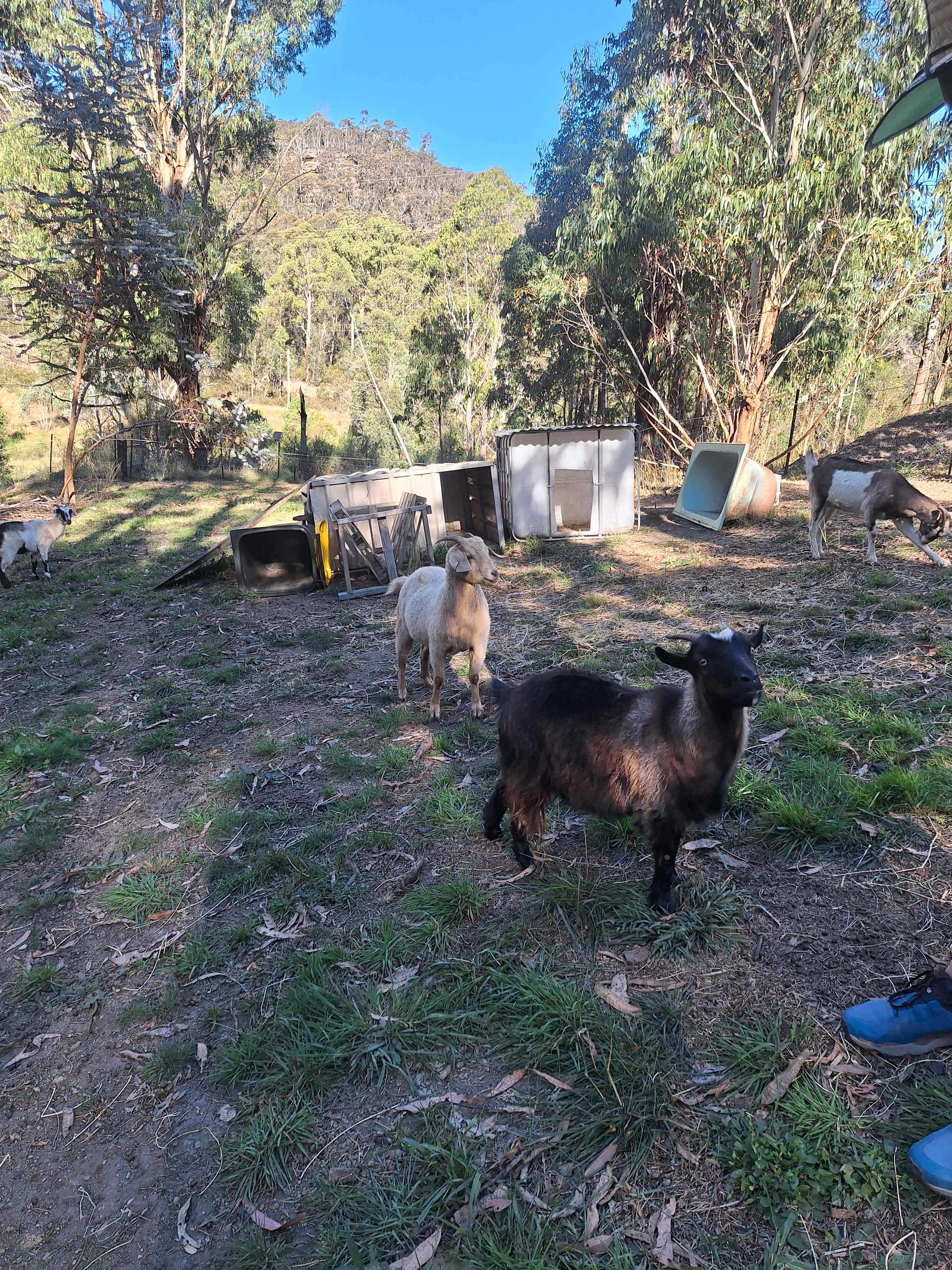 Resident goats