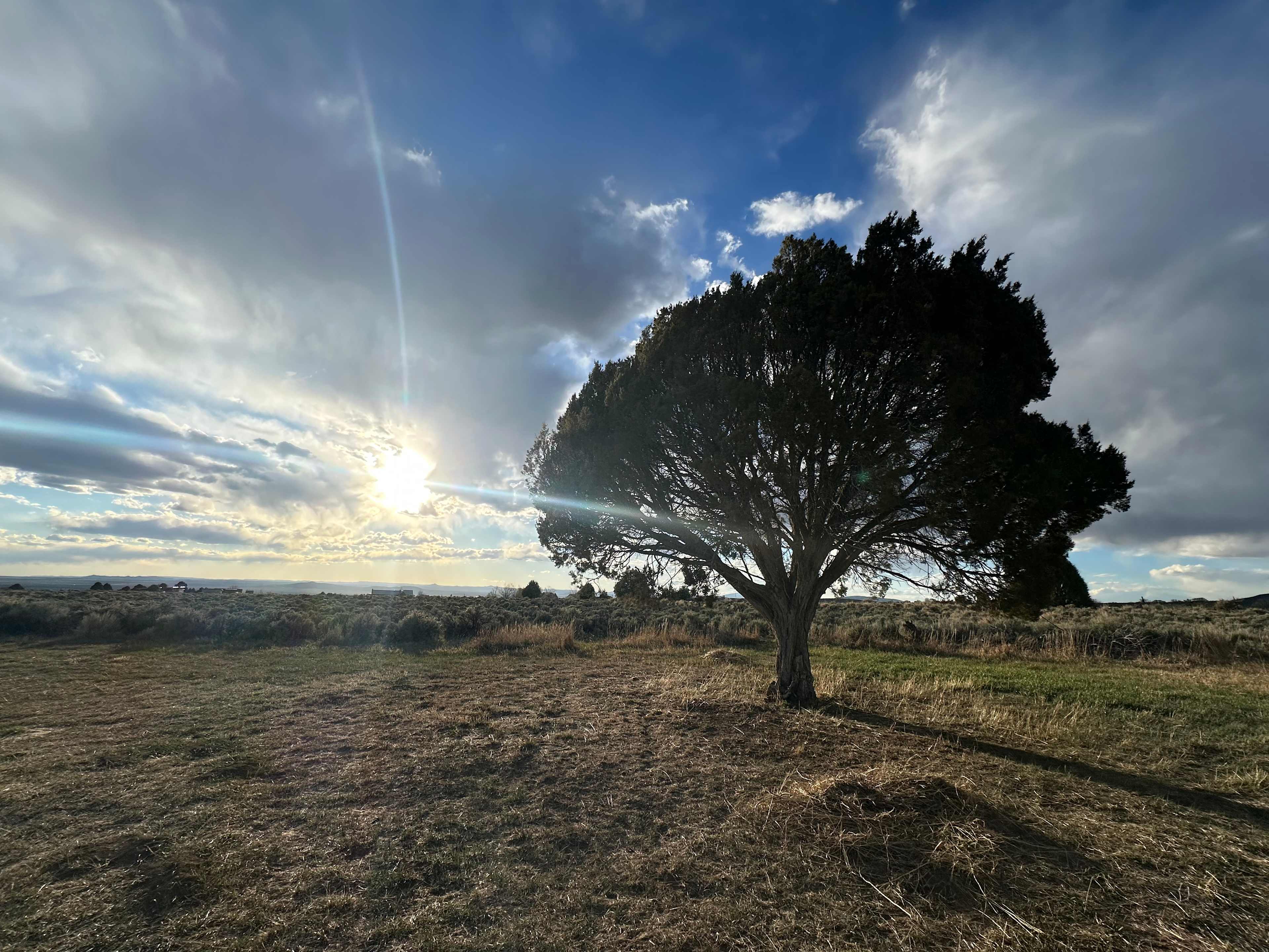 The “Bonsai” near sunset
