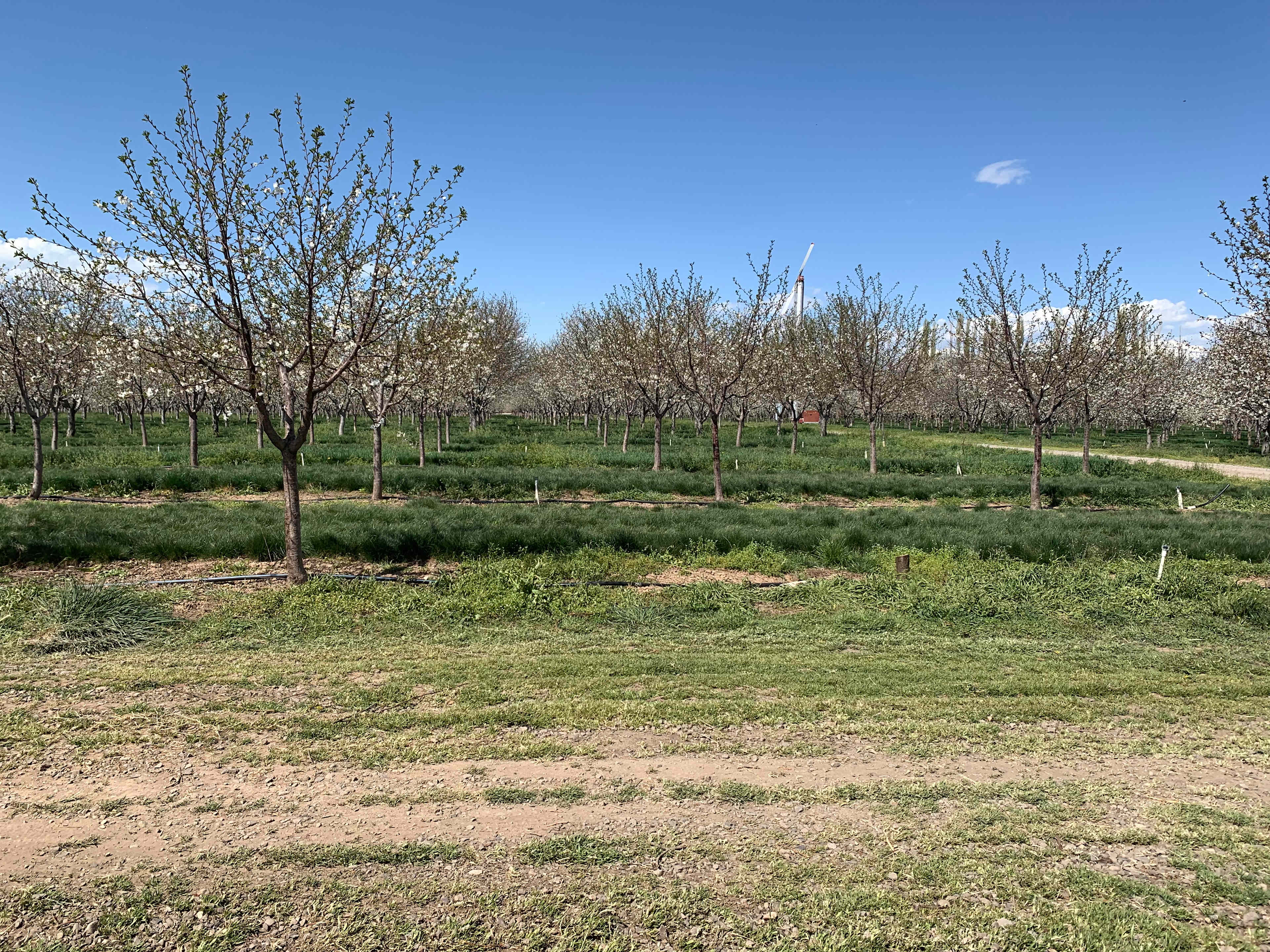 Secluded Orchard Boondocking