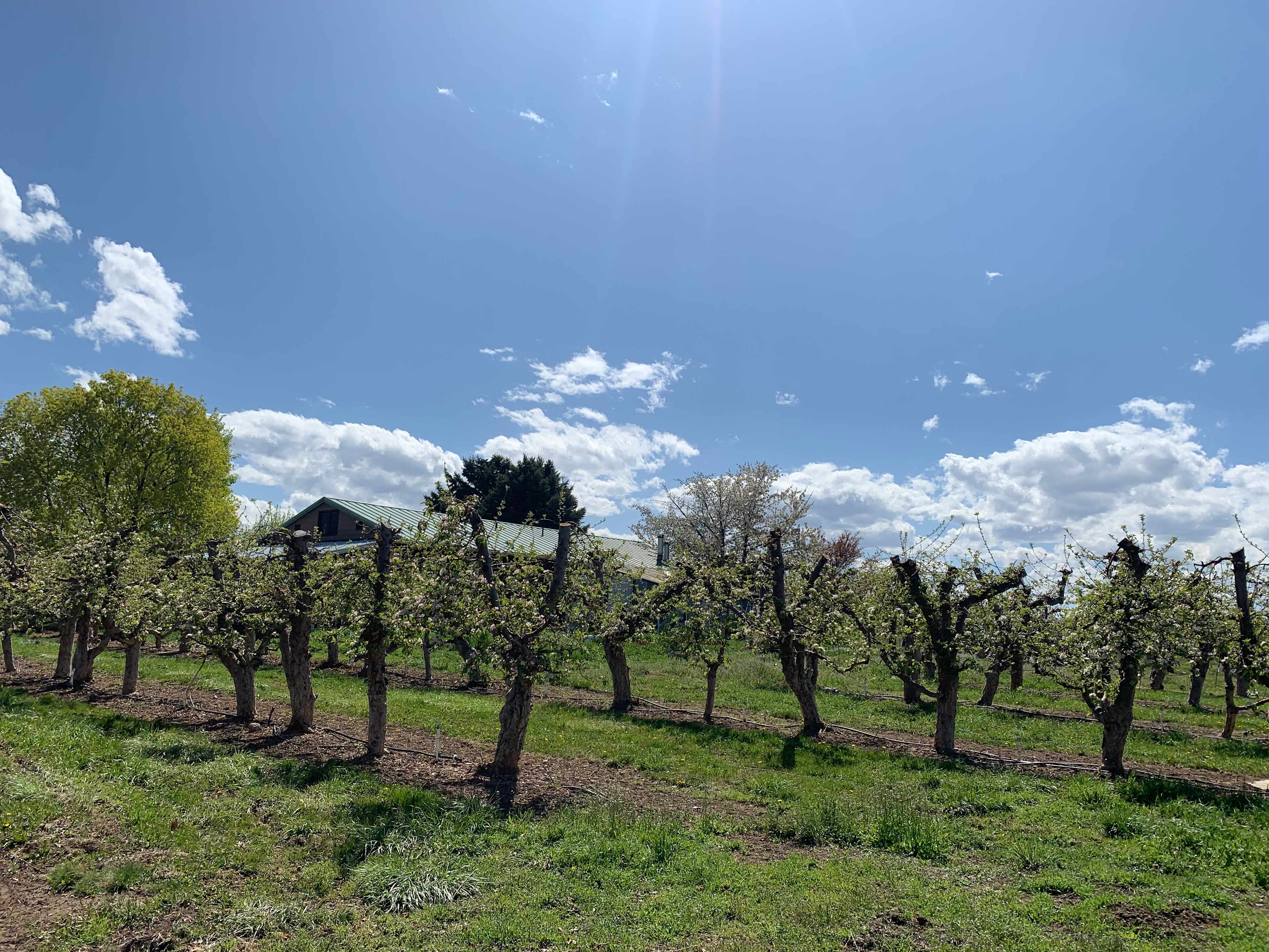 Secluded Orchard Boondocking