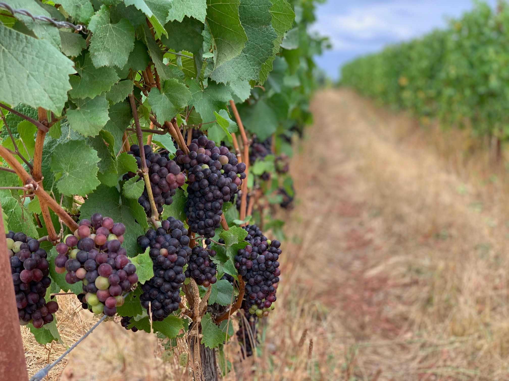 Vineyard Glamping Bliss
