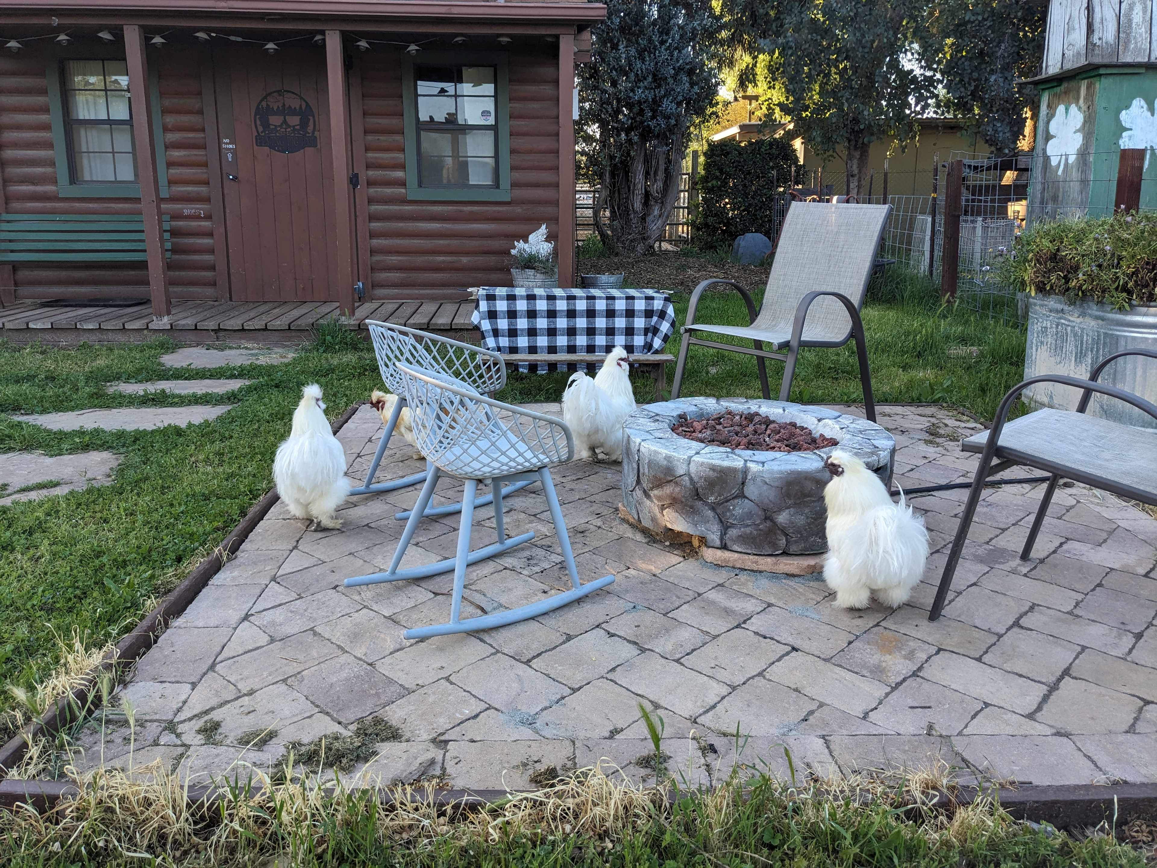 chickens roaming around the cabin