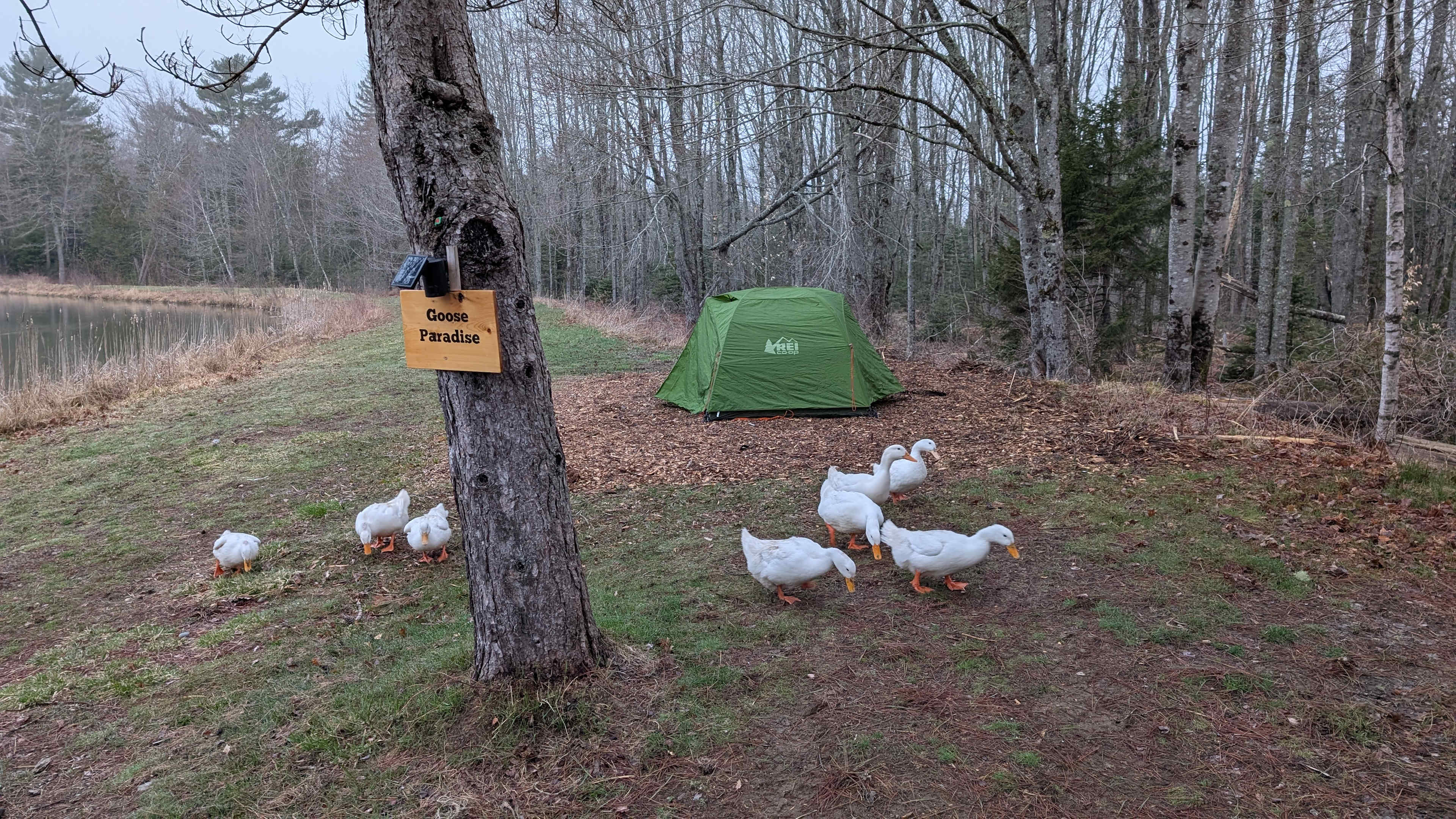 The appropriately named Goose Paradise 