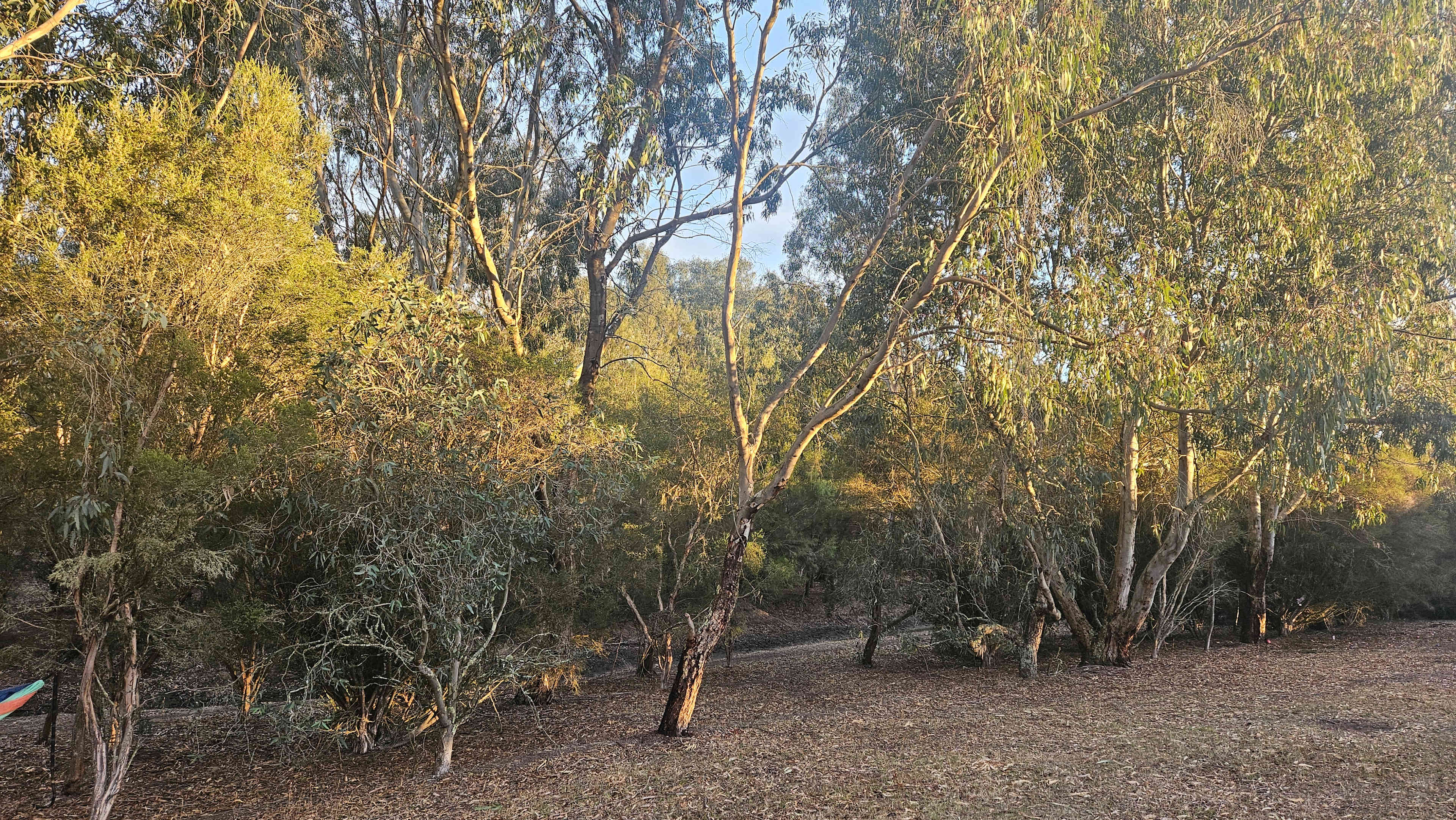 Olive Farm