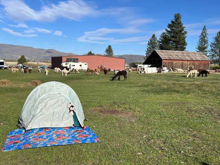 L.Davis Ranch and Olde LYFE Alpacas
