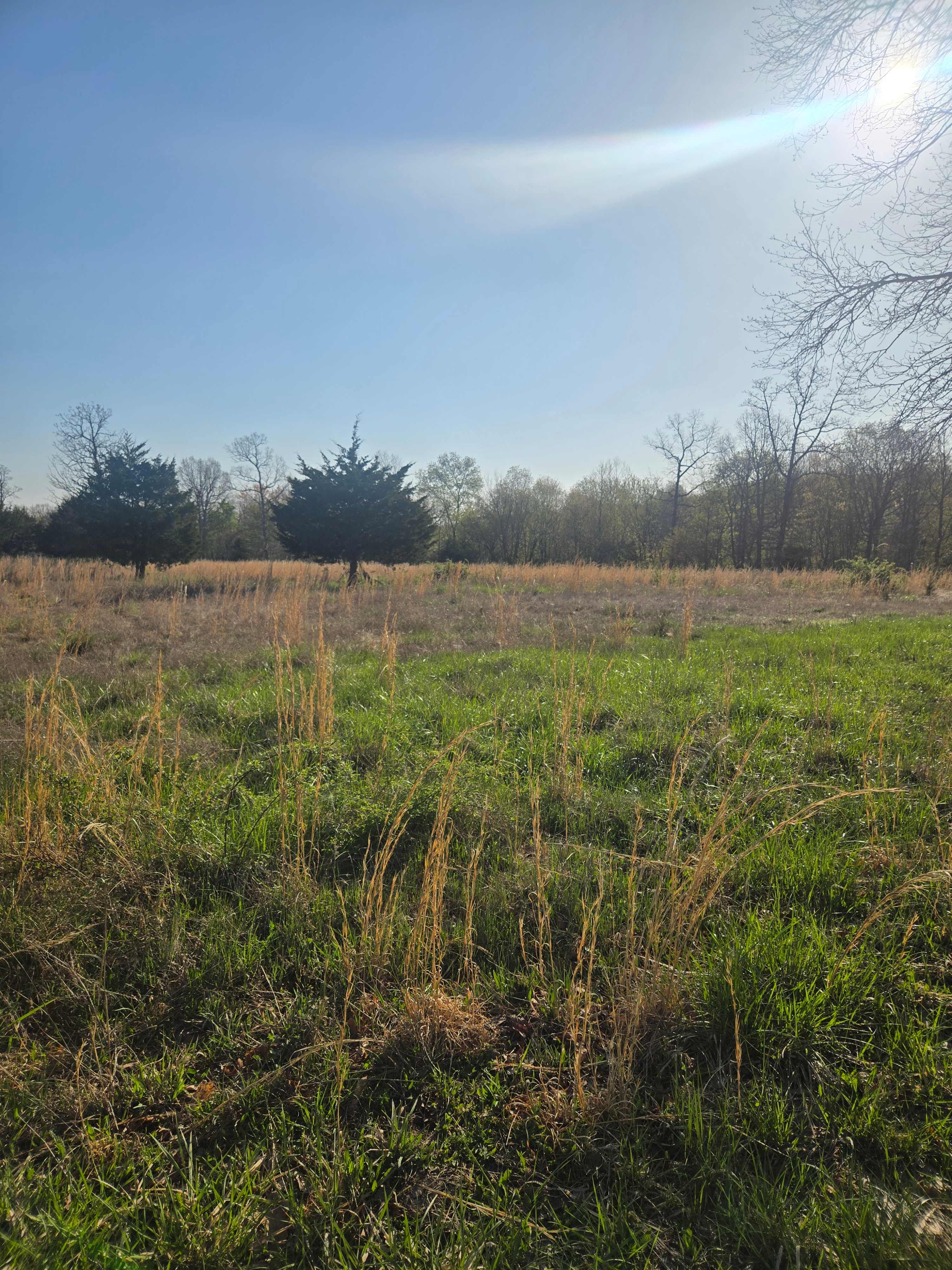 Where The Forest Meets The Field