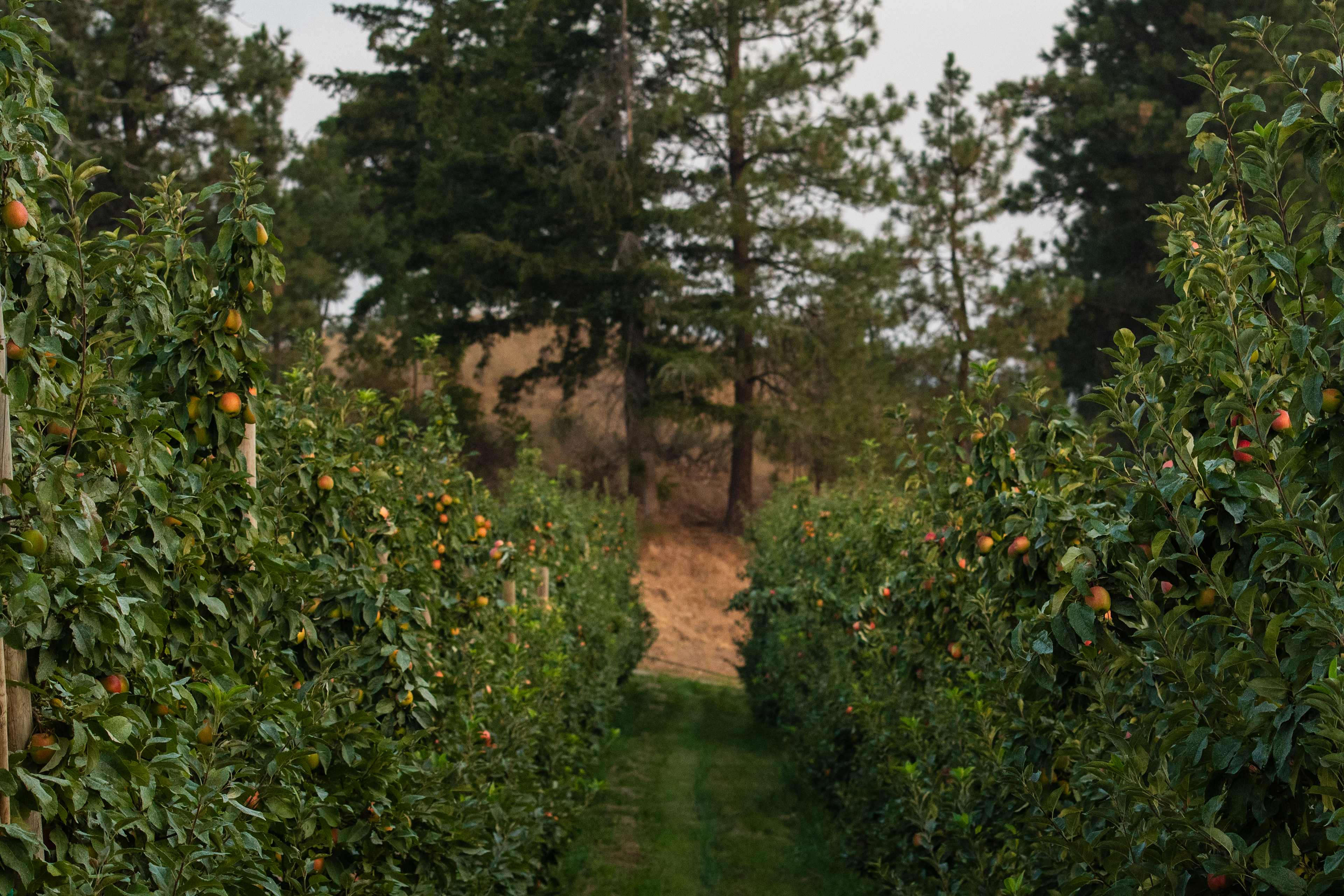 Farm Stays At Chelan Ranch