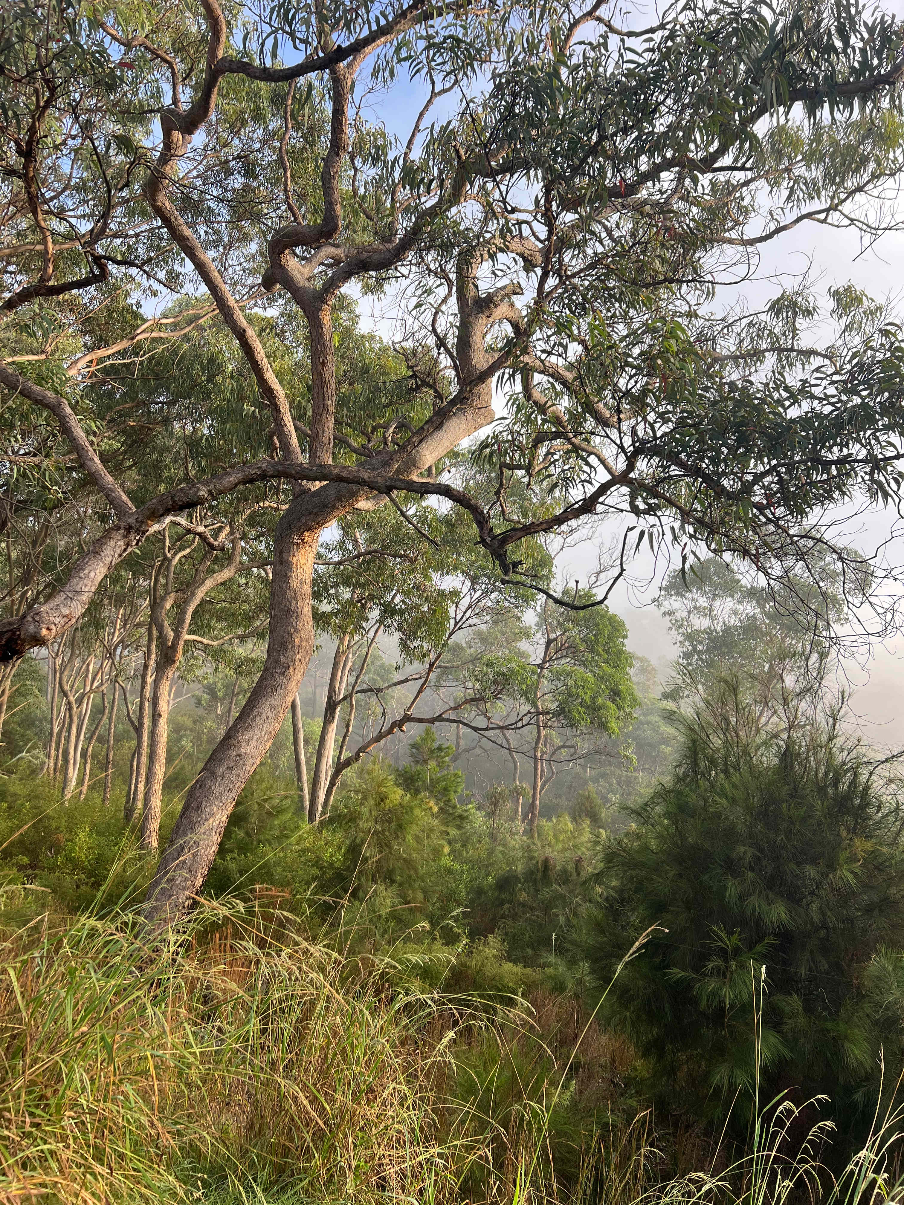 Canoelands Valley Camping