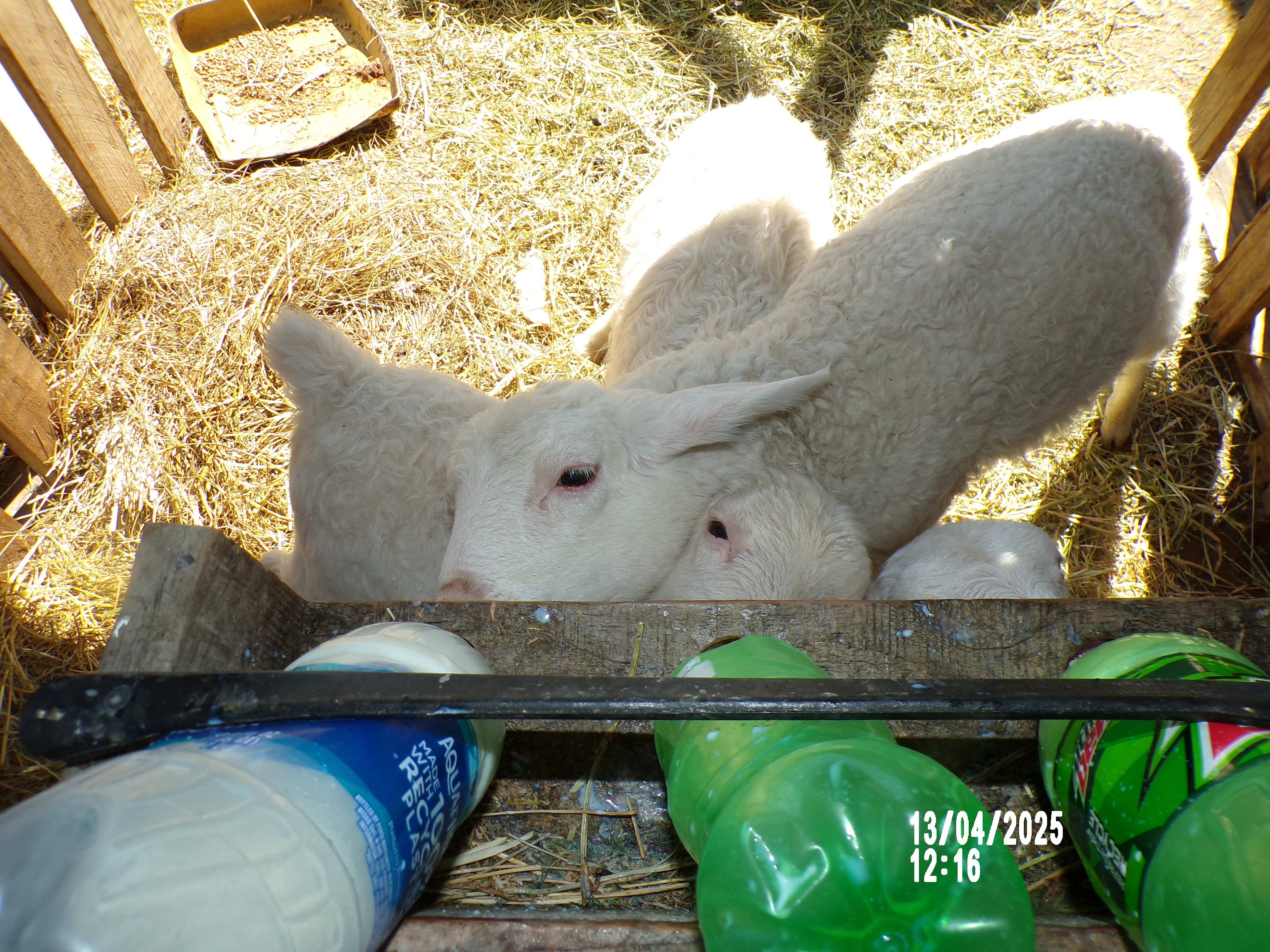 Bottle fed lambs