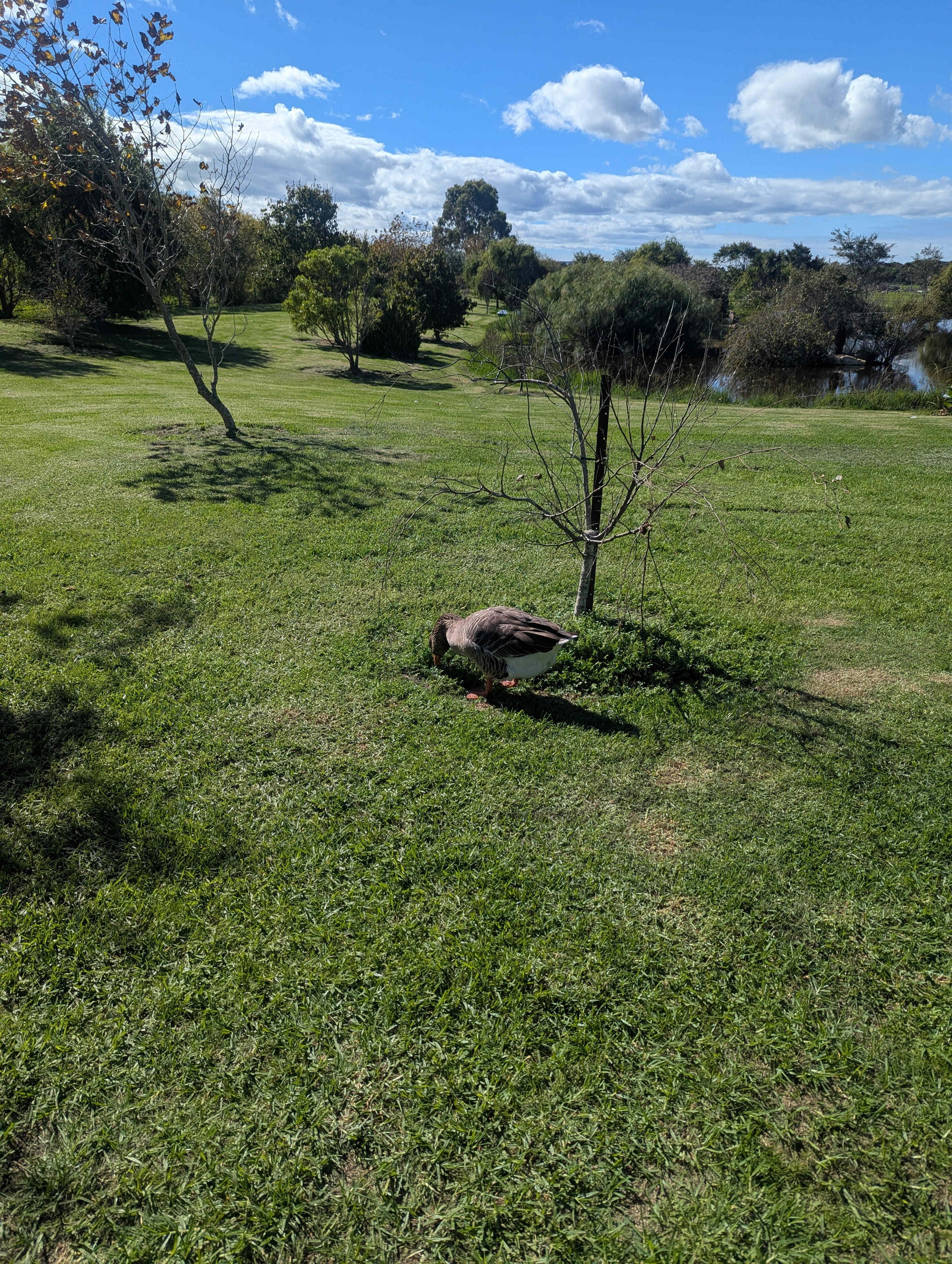 Twisted Willow