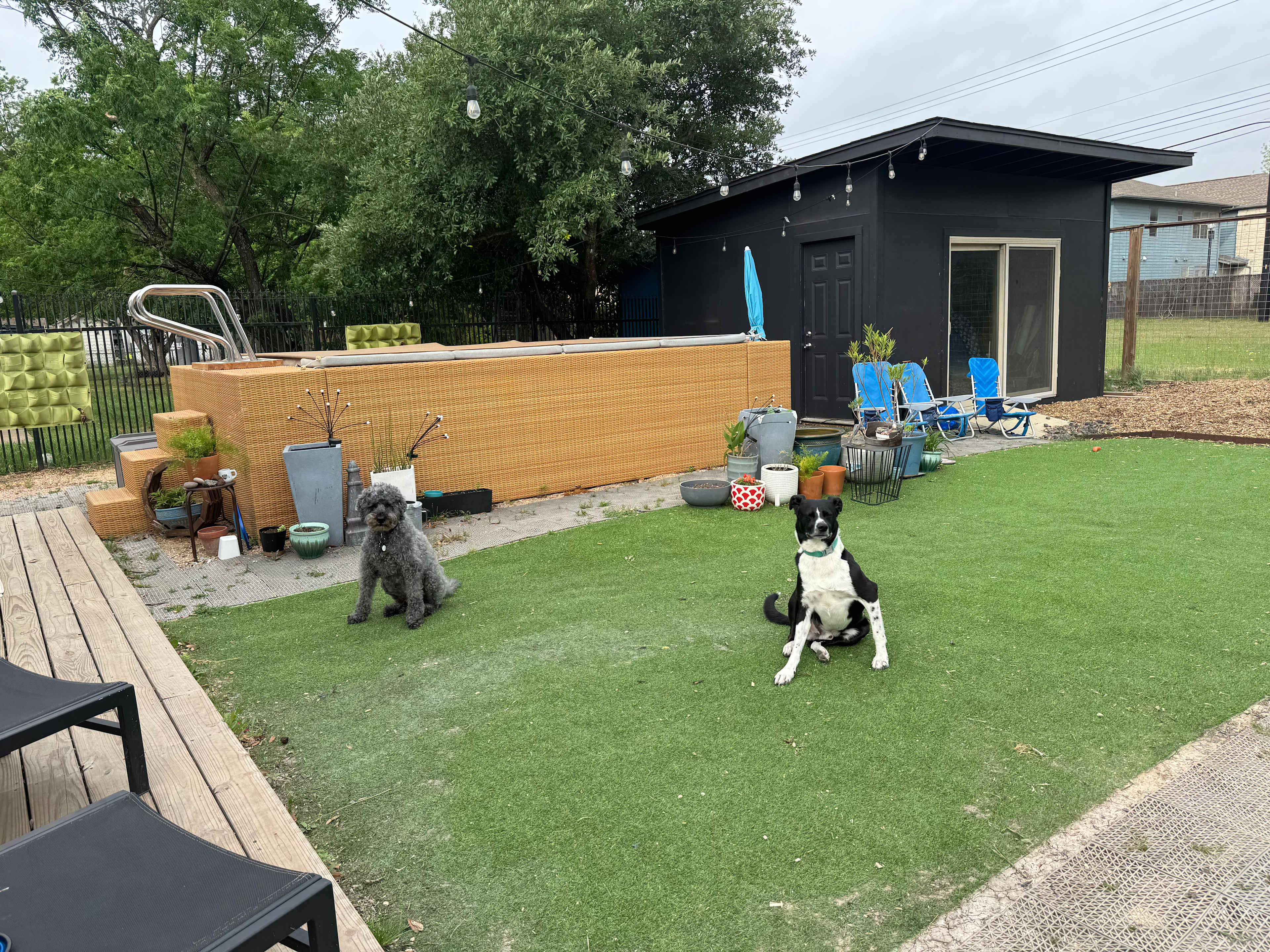 Enjoying the yard