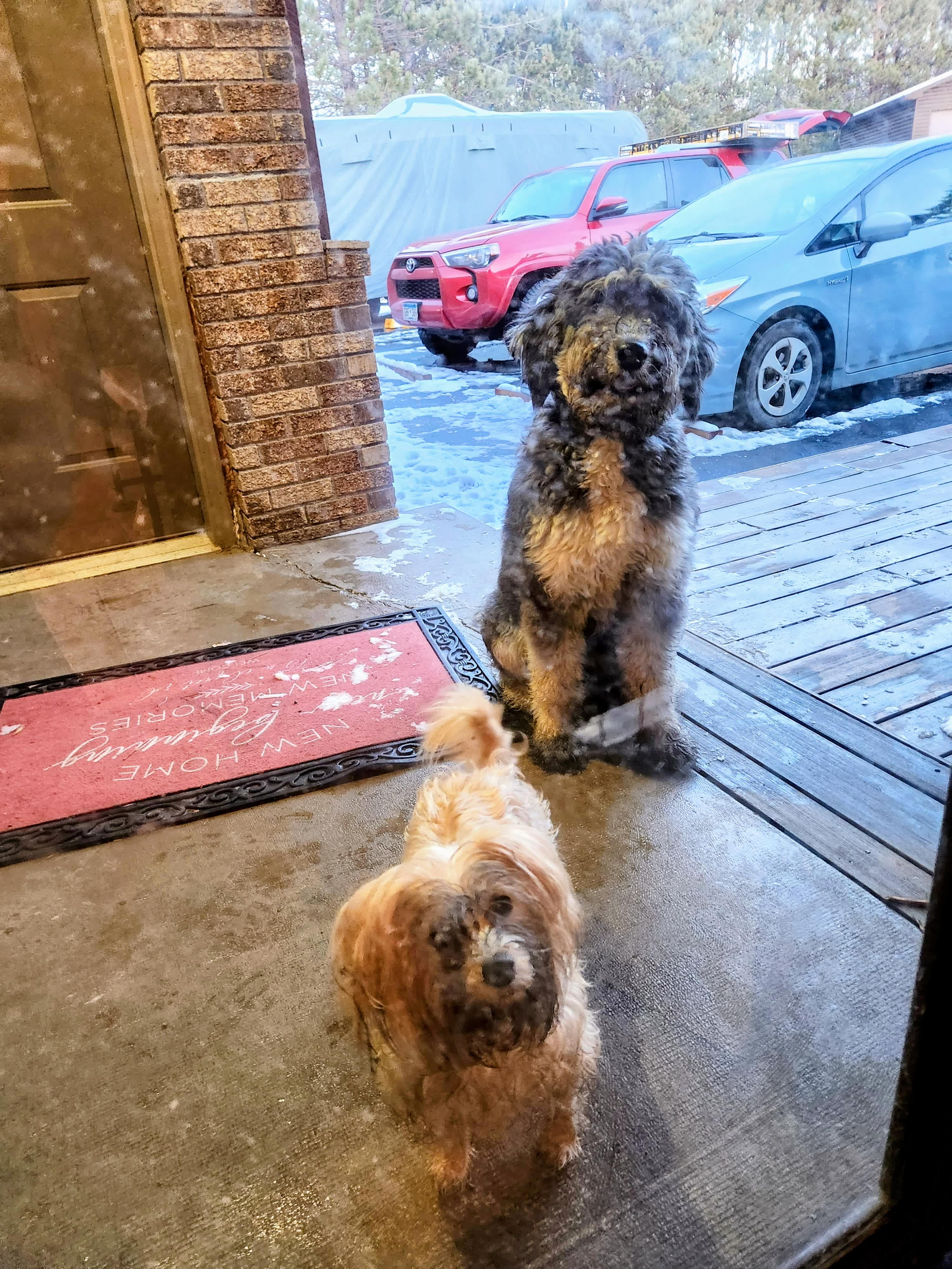 Out two friendly dogs may visit you. They may bark at first, but that is because they are afraid of you. They will.quickly become.your friens and may follow you around.