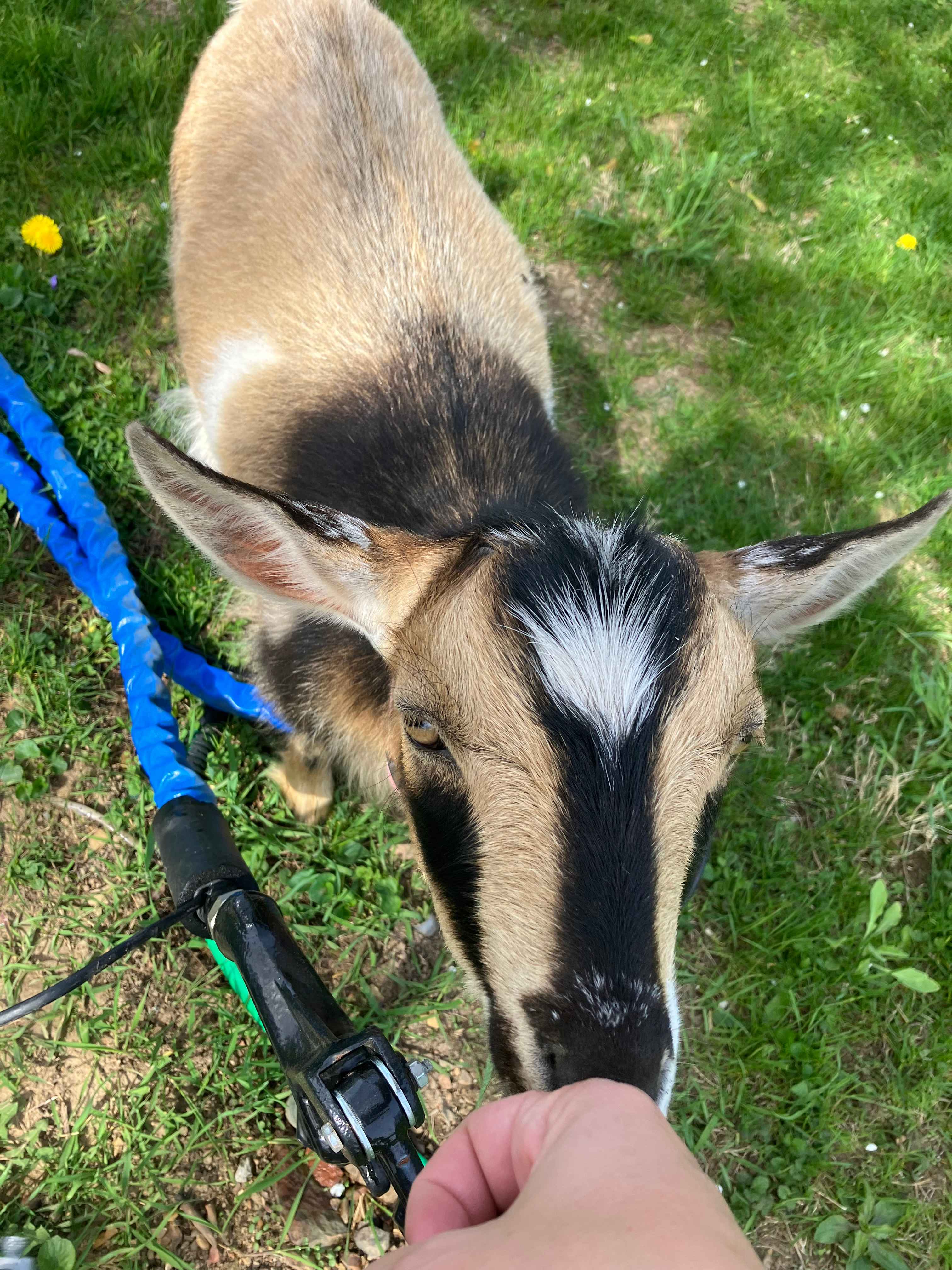 Goats!!