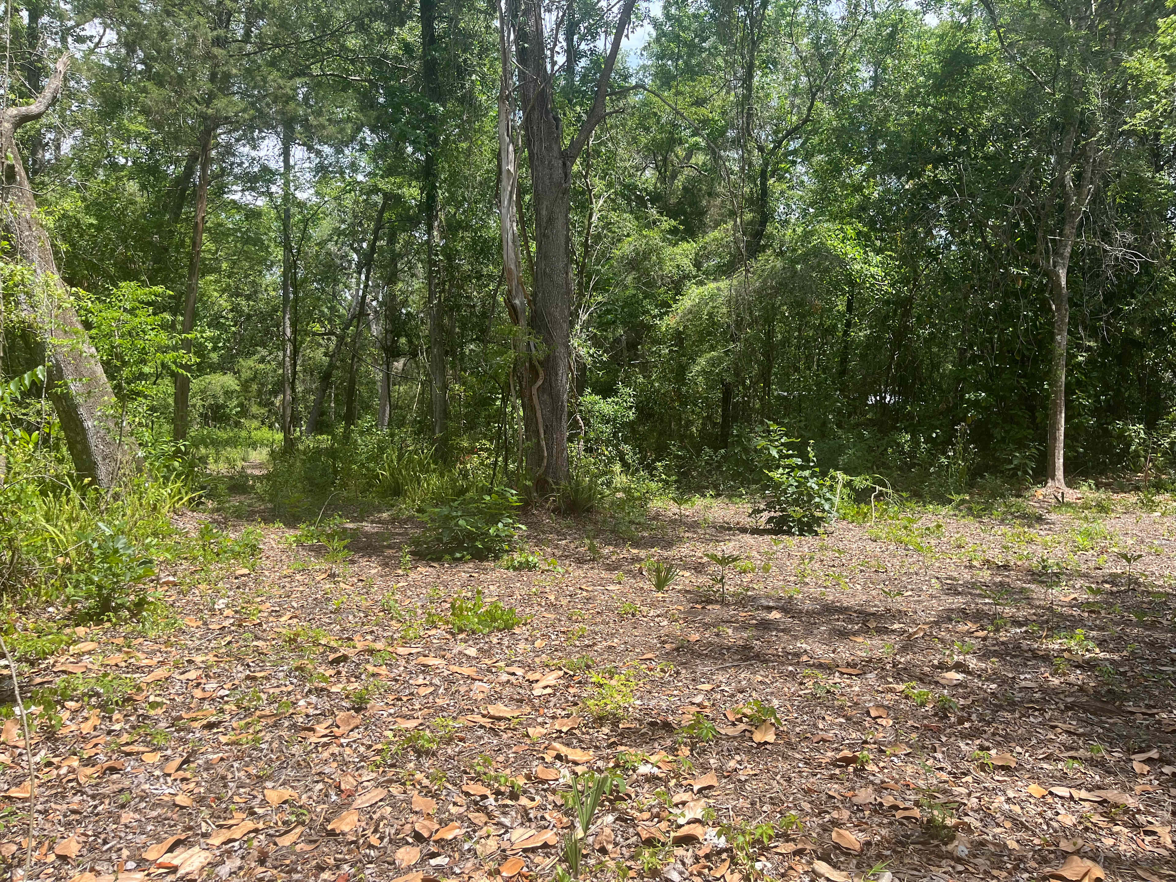 Woodland Retreat
