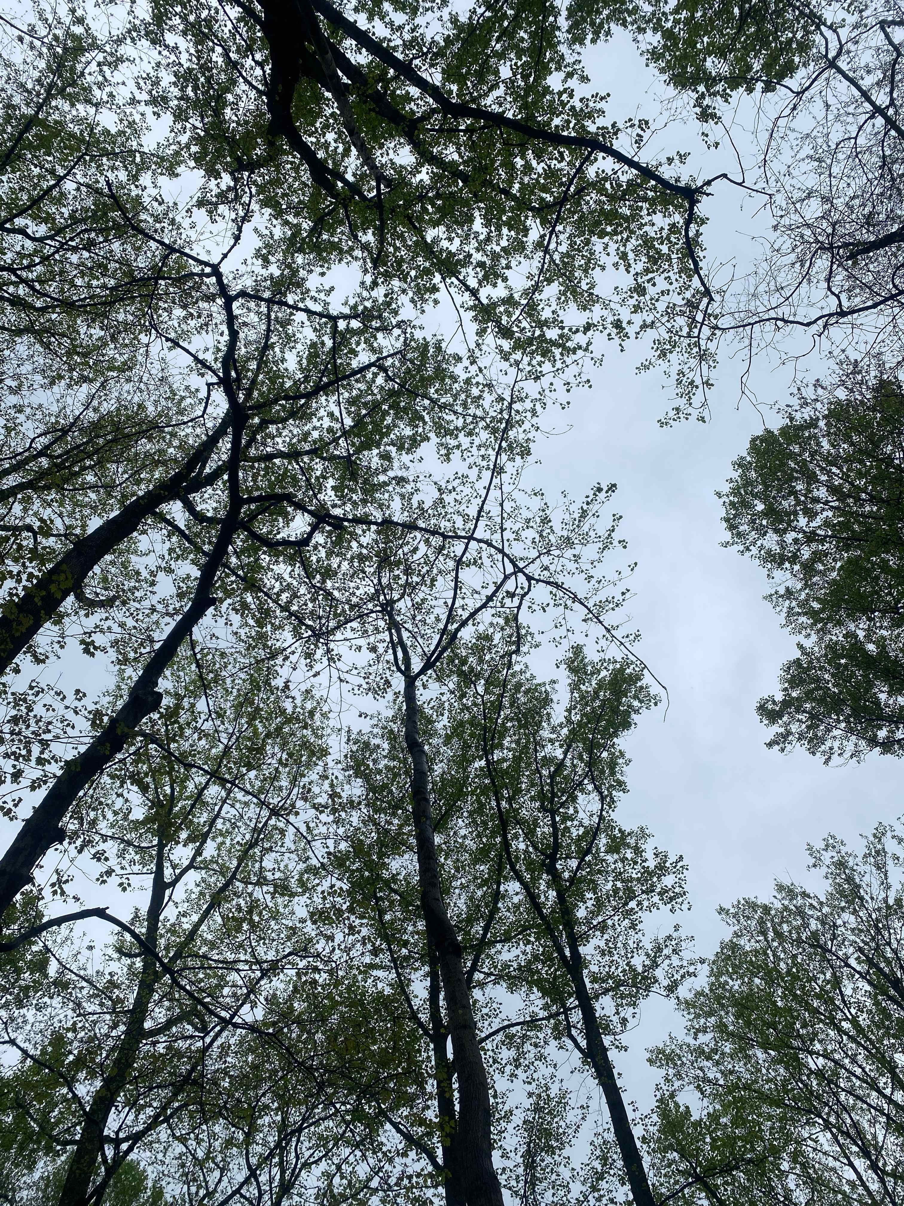 Scenic Turtle Ridge