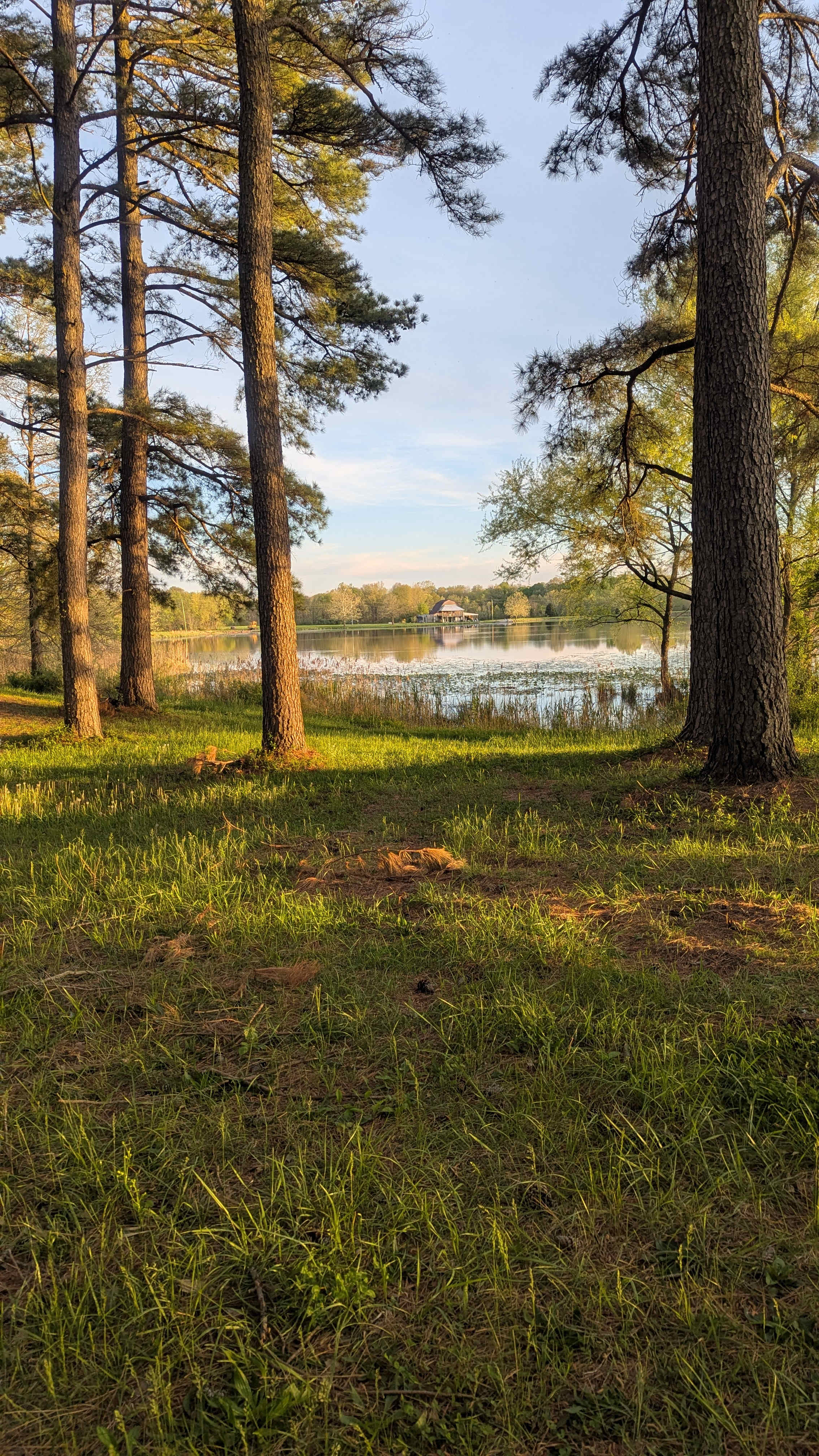 Tall Tree Lake