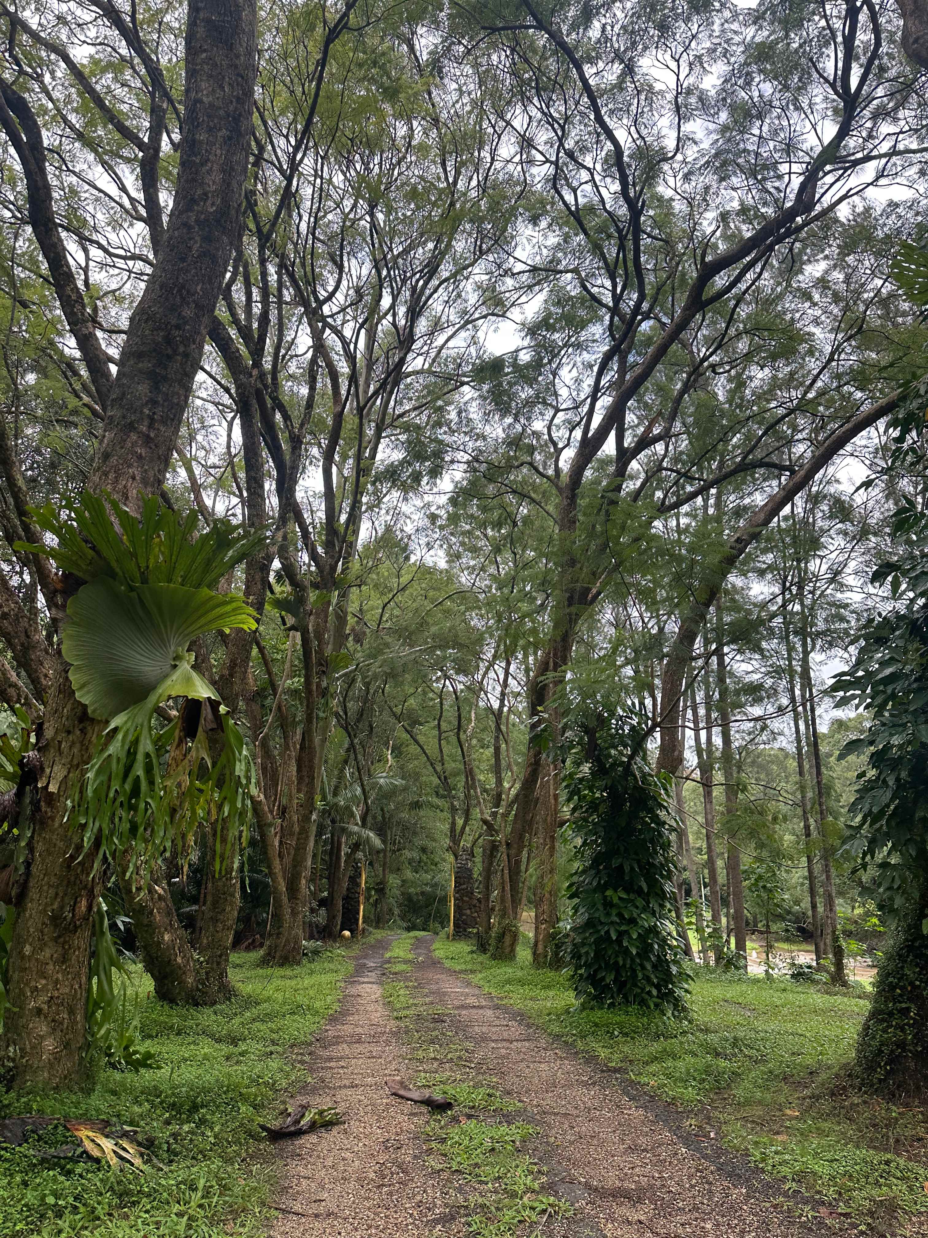 Tallebudgera Veg Sanctuary.