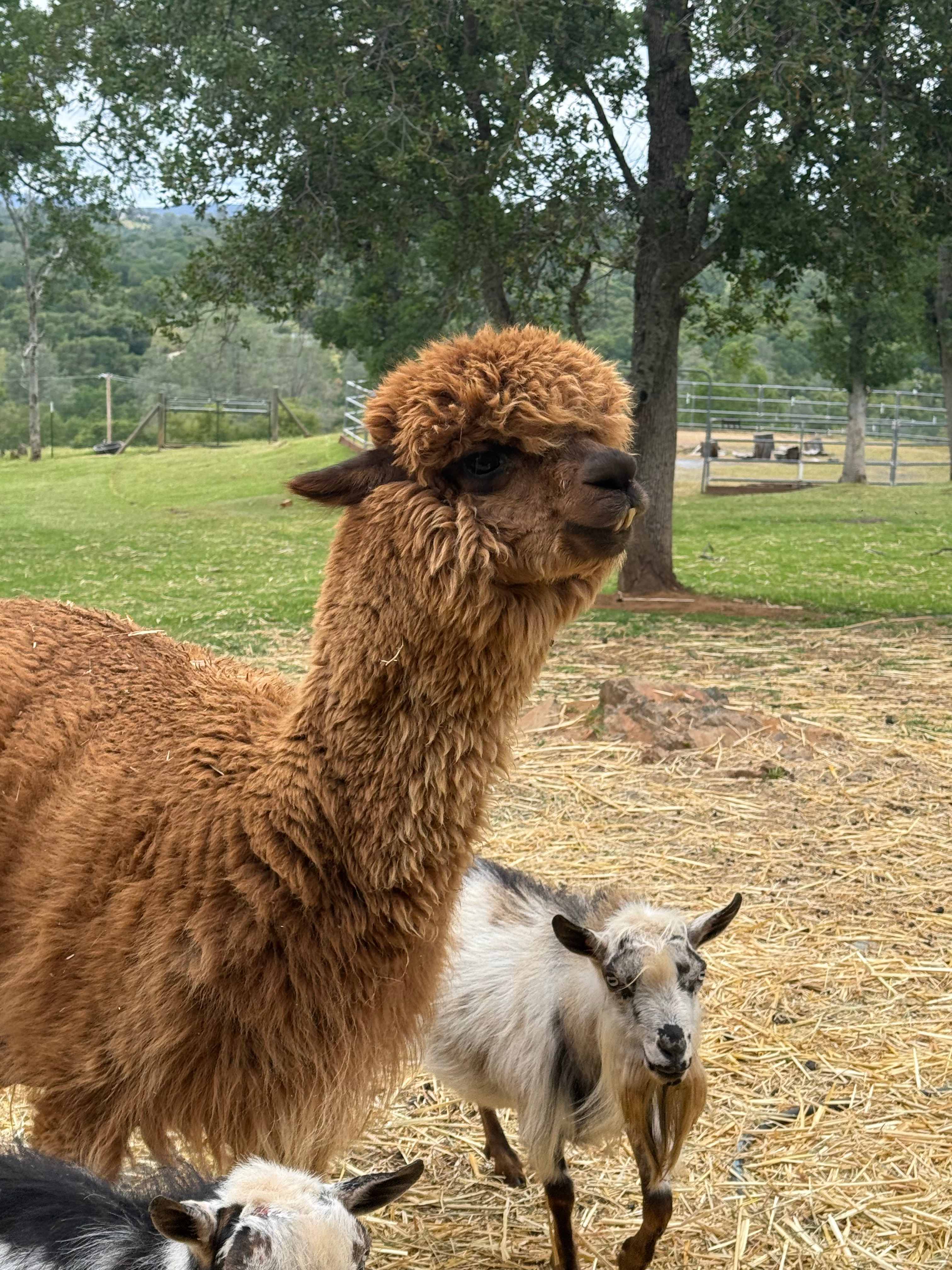 Bella Branch at SE Ranch