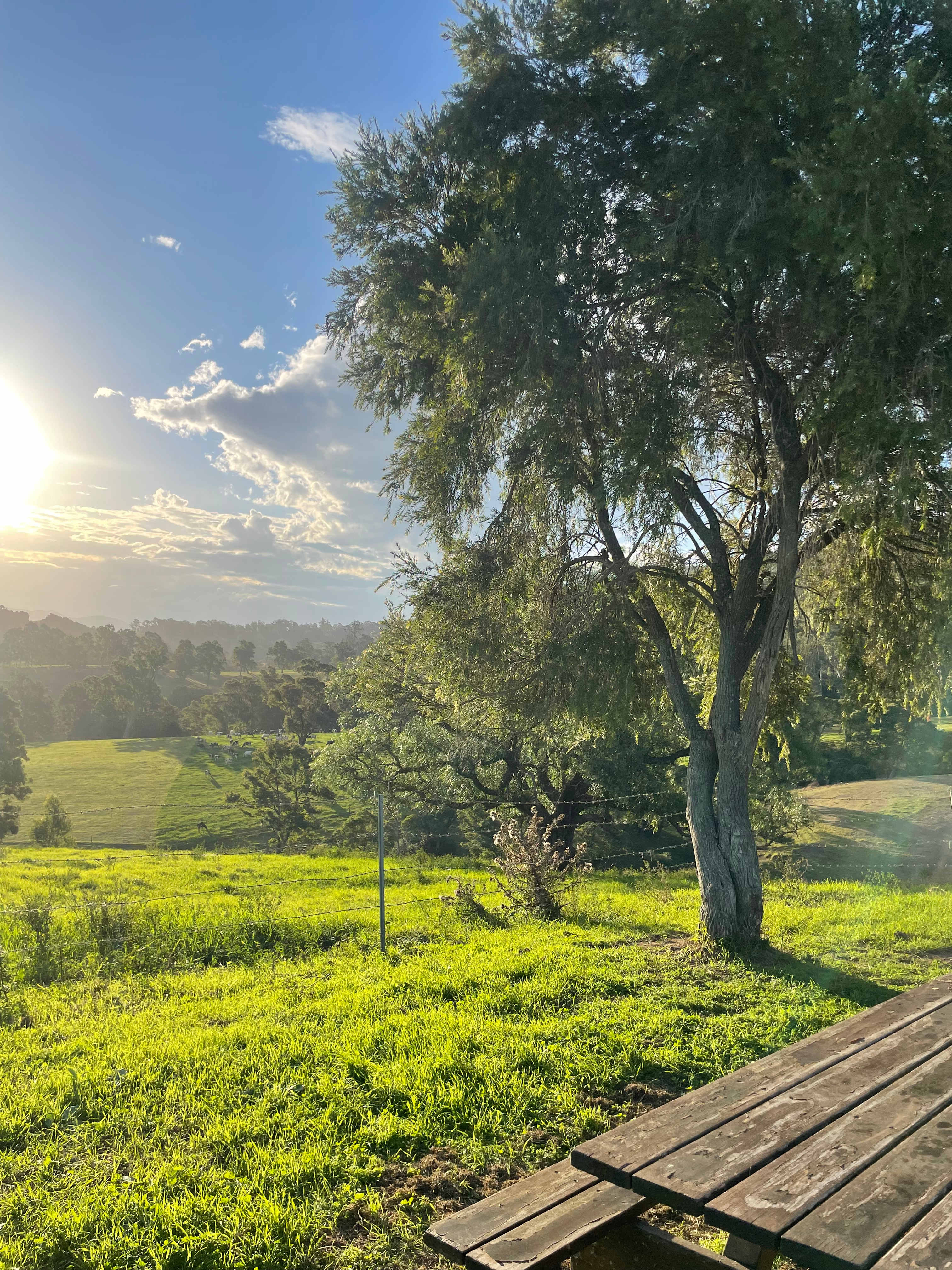 Sapphire Coast Dairy-Homestead