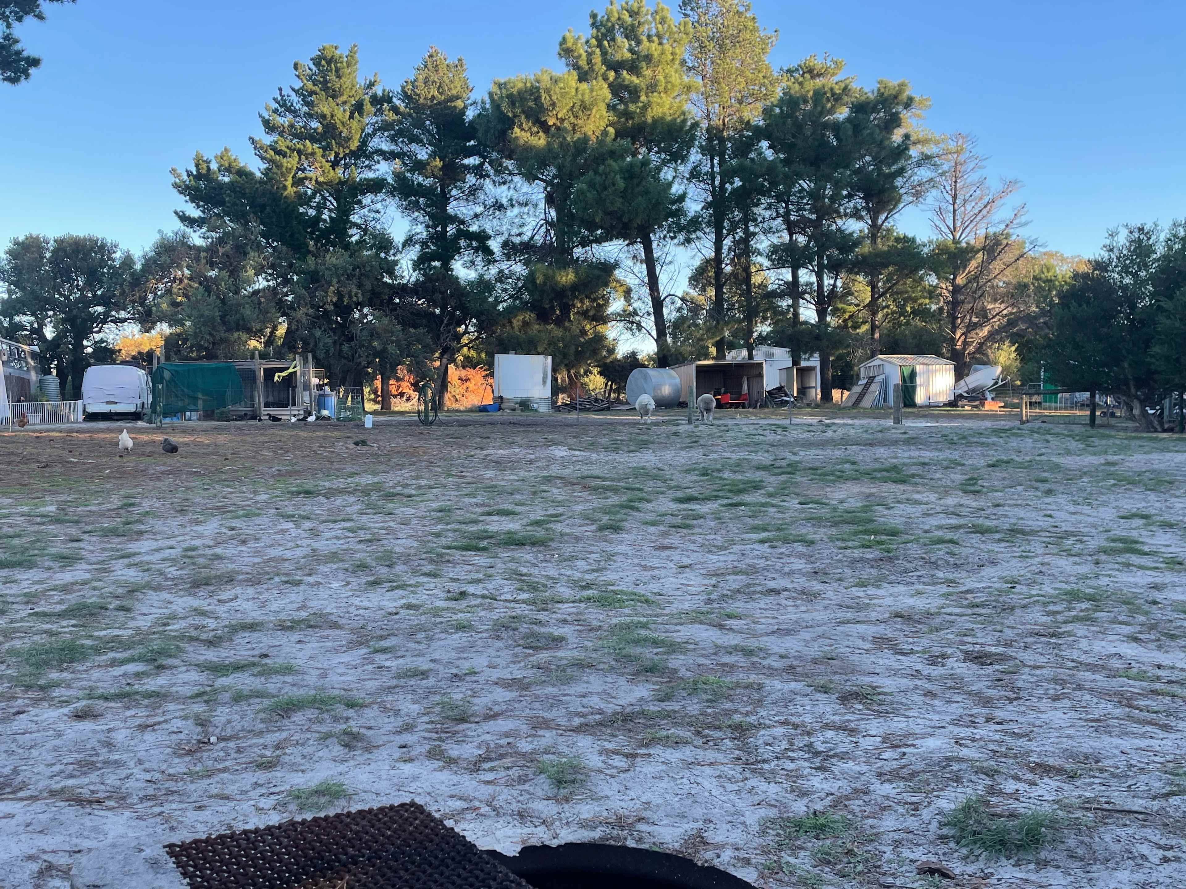 Camp for pit view of the sheep and the chickens