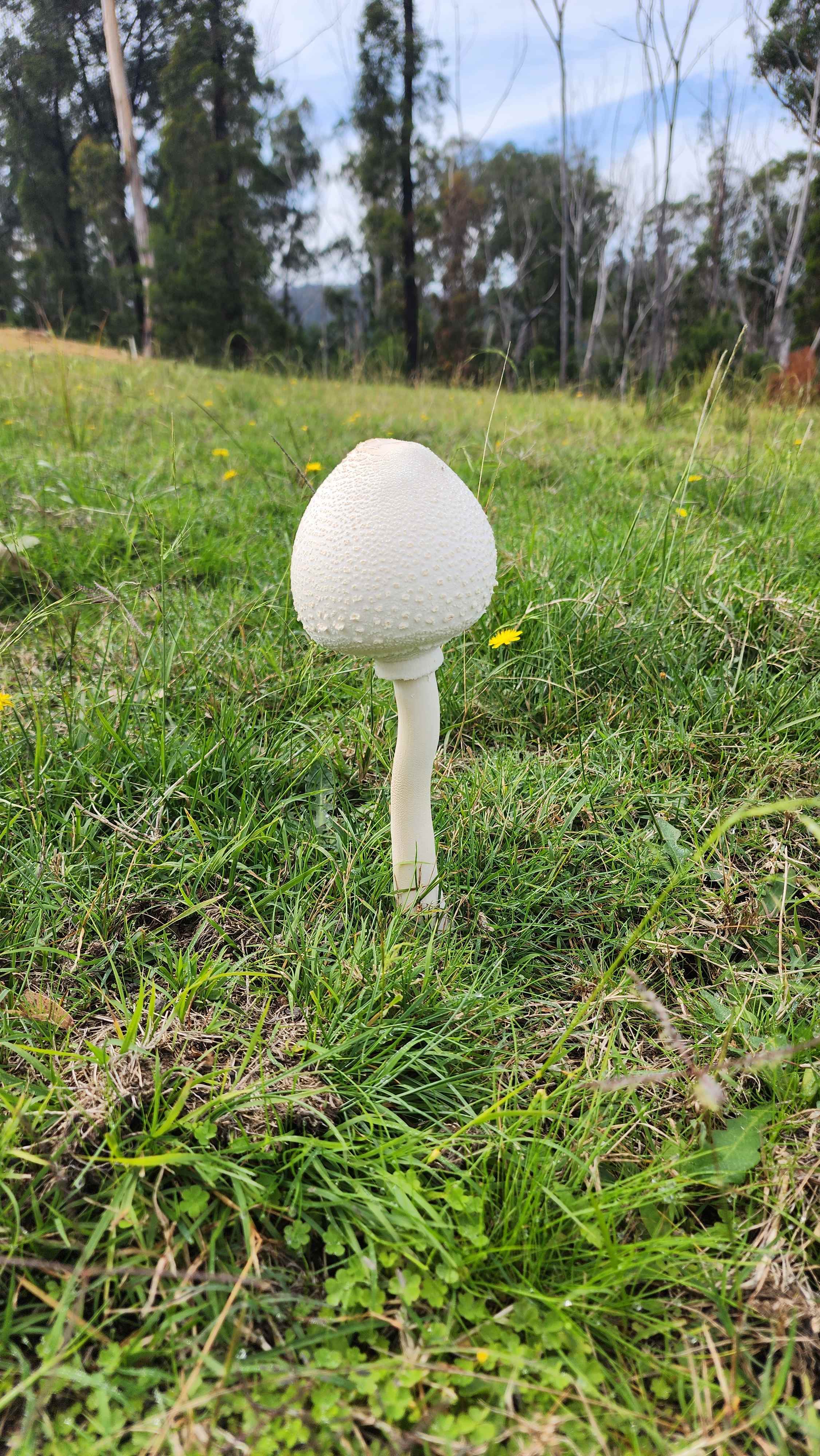 Weird field mushroom 